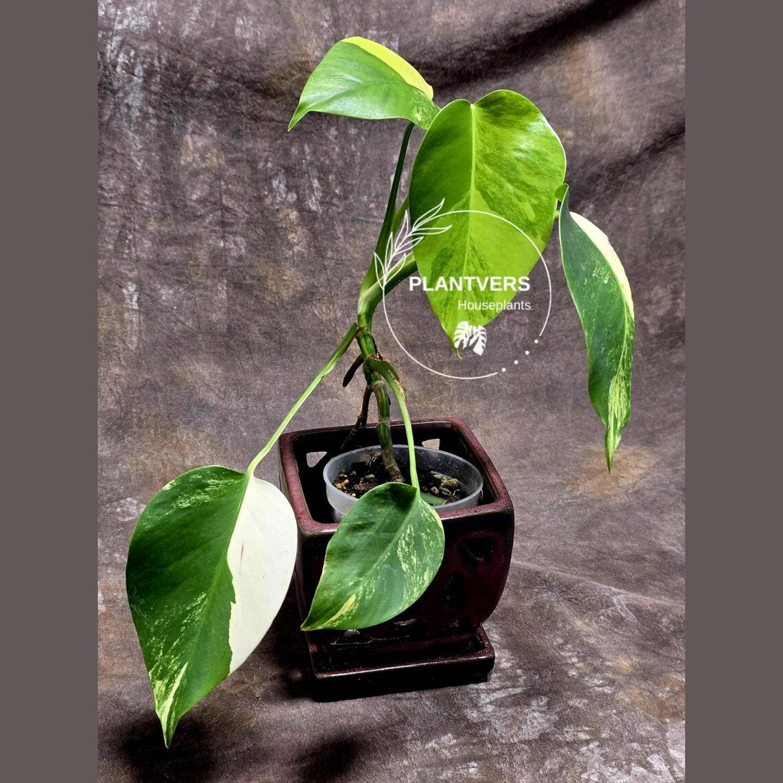 Monstera Aurea Variegated Borsigiana - Monstera Marmota - SAME Plant as images - US Seller