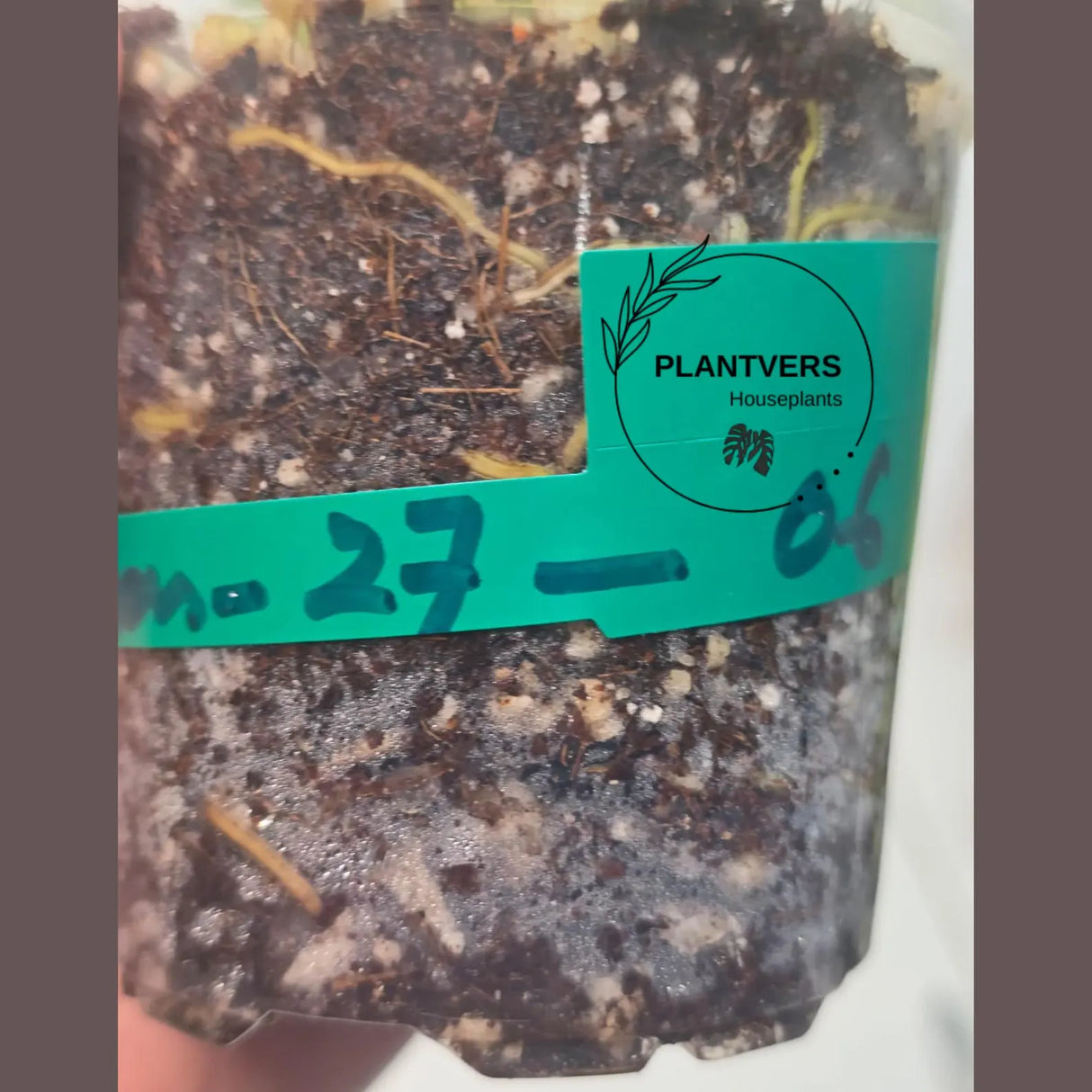 Variegated Monstera Adansonii Albo