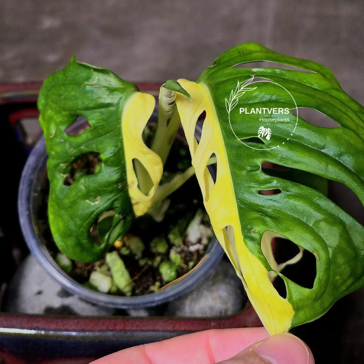 High Variegated White Monstera Adansonii Albo - Swiss Cheese Collector Rare EXACT Plant - US Seller