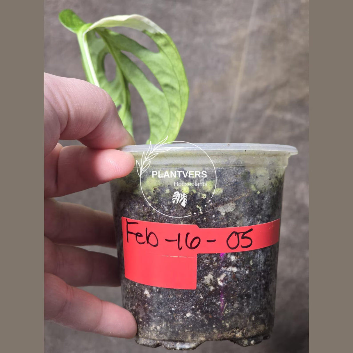 High Variegated White Monstera Adansonii Albo - Swiss Cheese Collector Rare EXACT Plant - US Seller