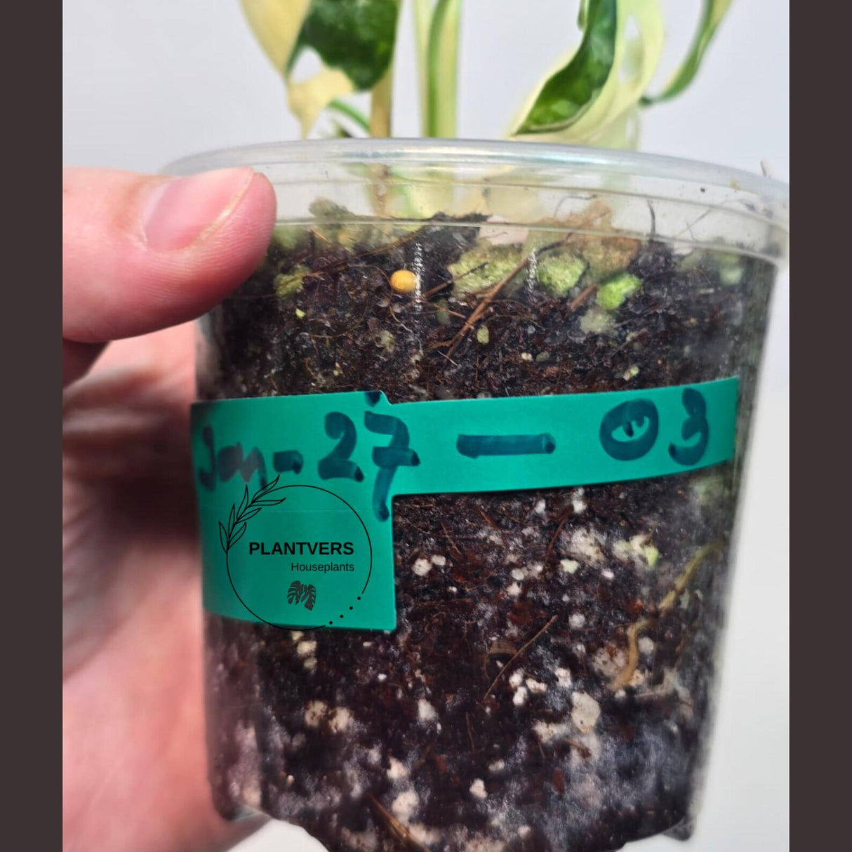 Variegated Monstera Adansonii Albo