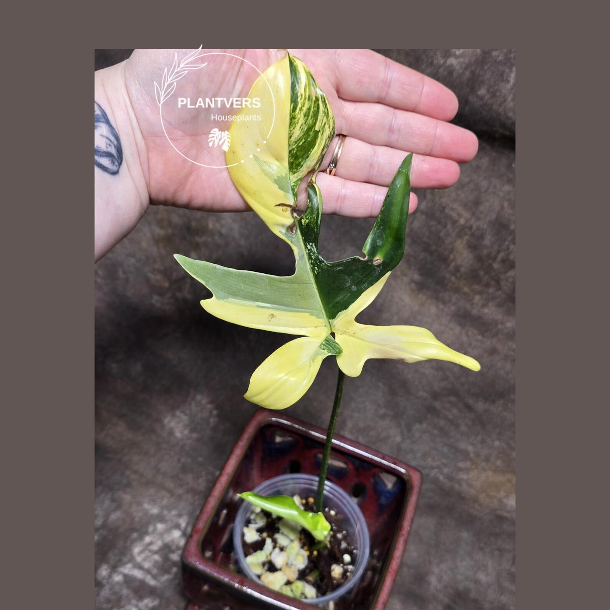 Variegated Philodendron Florida Beauty in a Nursery Pot - Rare Collector Plant - Exact Plant - US Seller