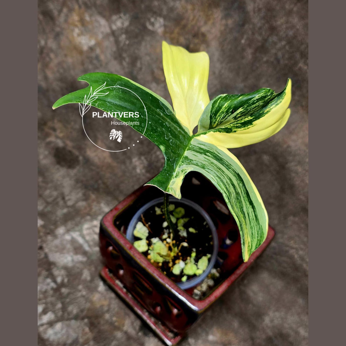 Variegated Philodendron Florida Beauty in a Nursery Pot - Rare Collector Plant - Exact Plant - US Seller