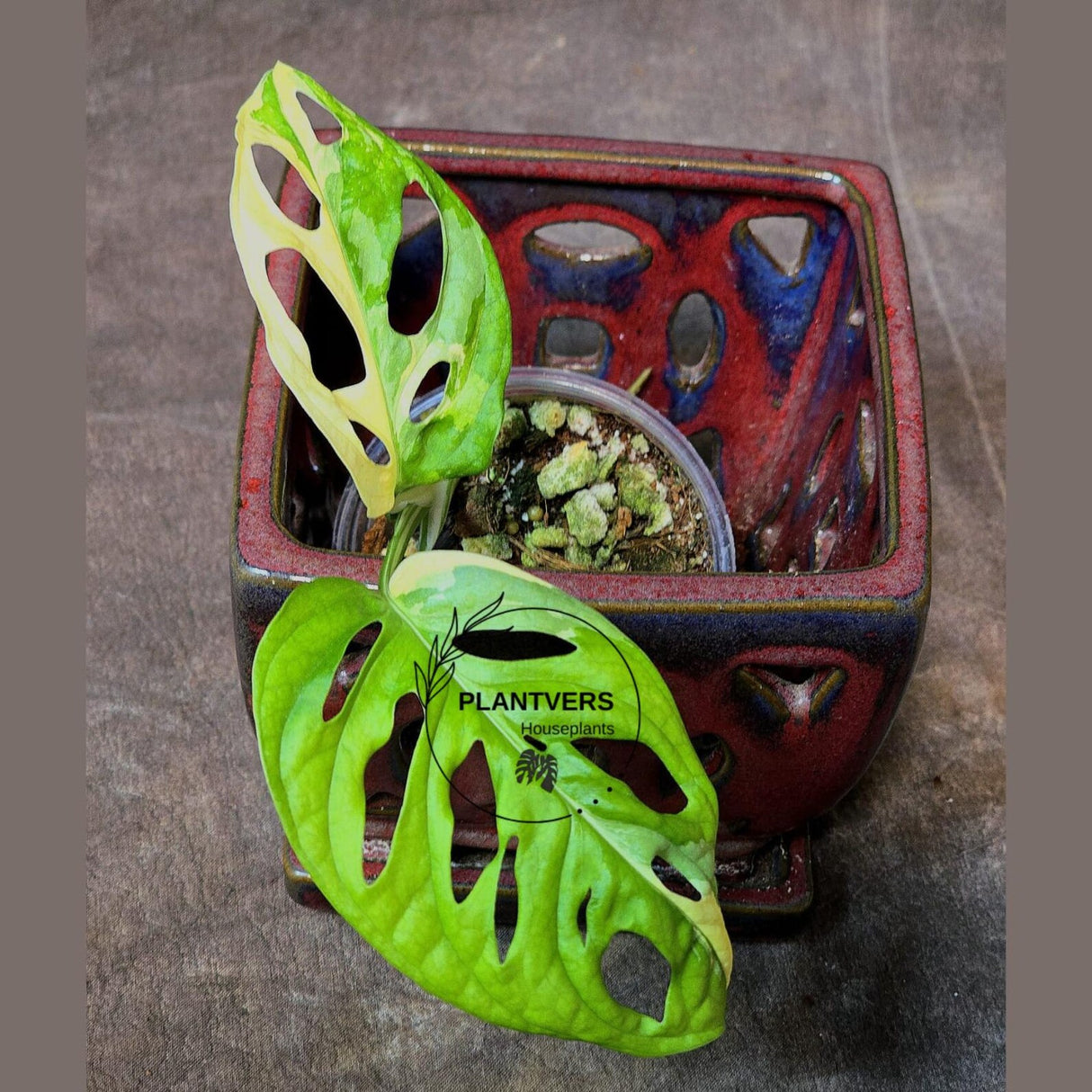 High Variegated White Monstera Adansonii Albo - Swiss Cheese Collector Rare EXACT Plant - US Seller