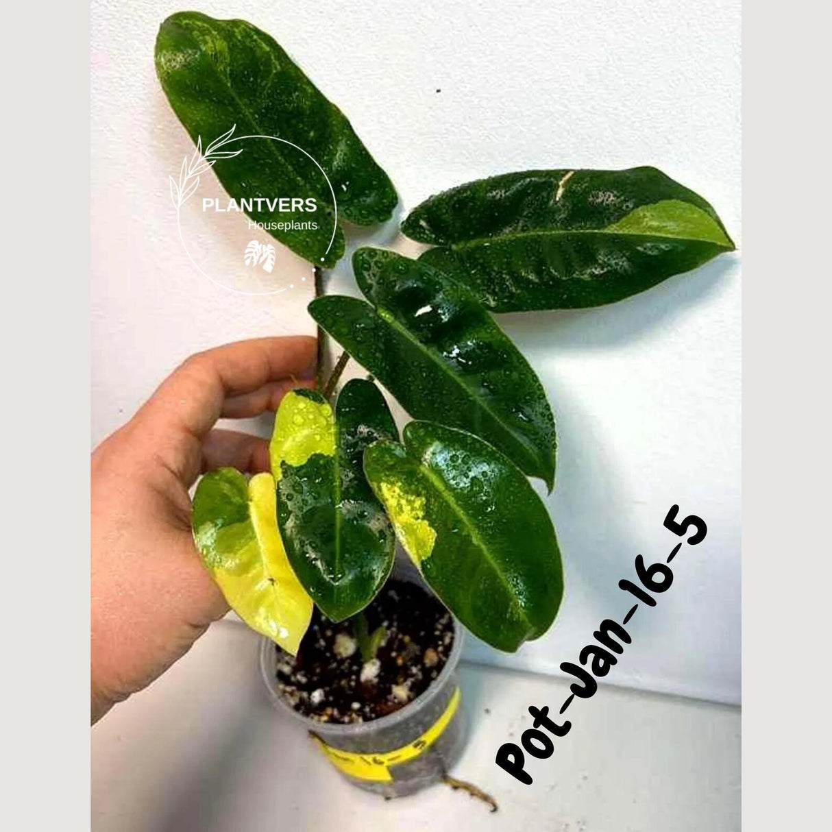 Variegated Burle Marx Philodendron - Rare Plant - EXACT Plant - US Seller