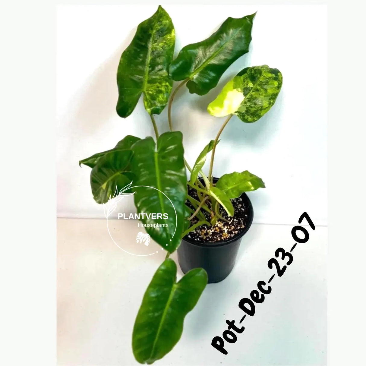 Variegated Burle Marx Philodendron - Rare Plant - EXACT Plant - US Seller