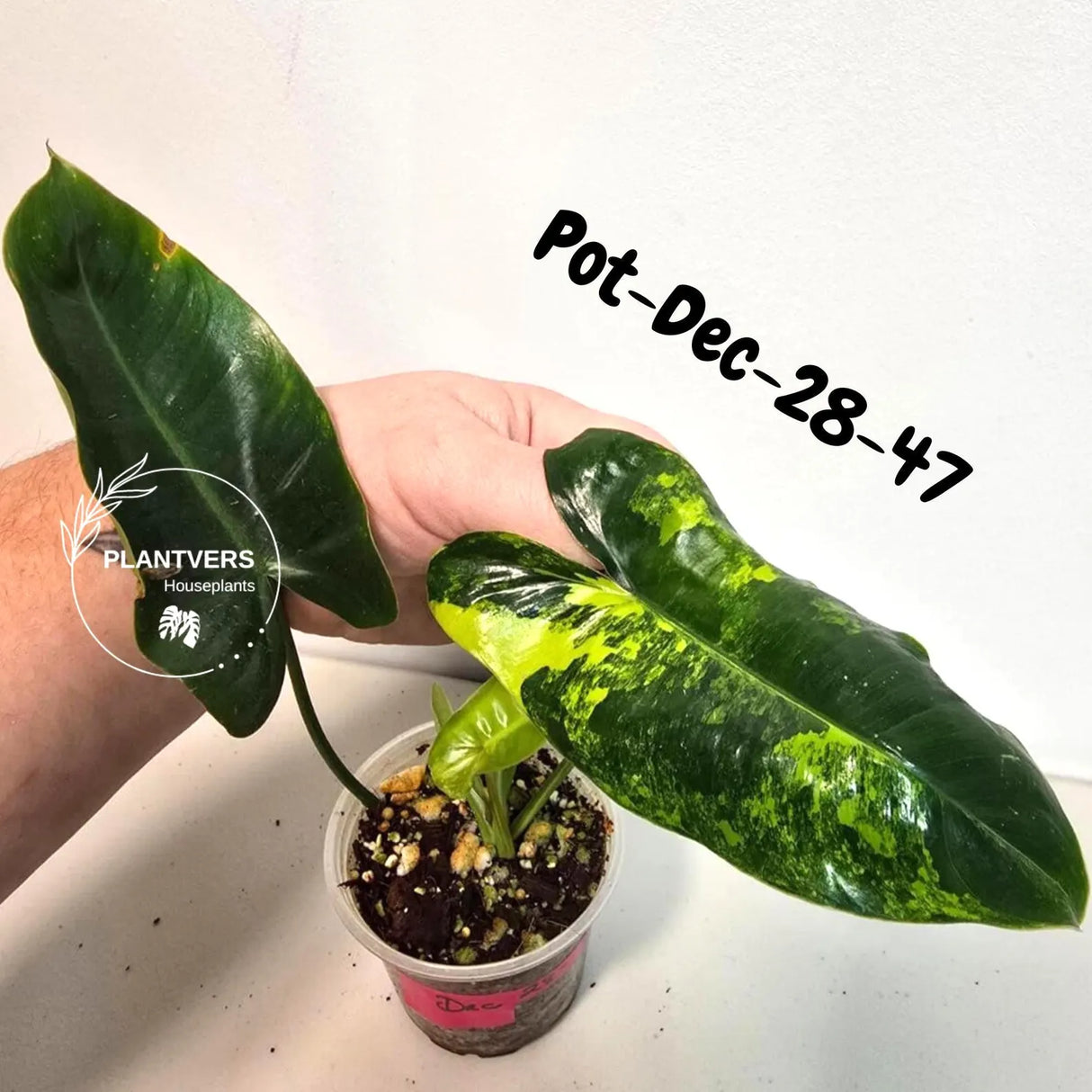 Variegated Burle Marx Philodendron - Rare Plant - EXACT Plant - US Seller