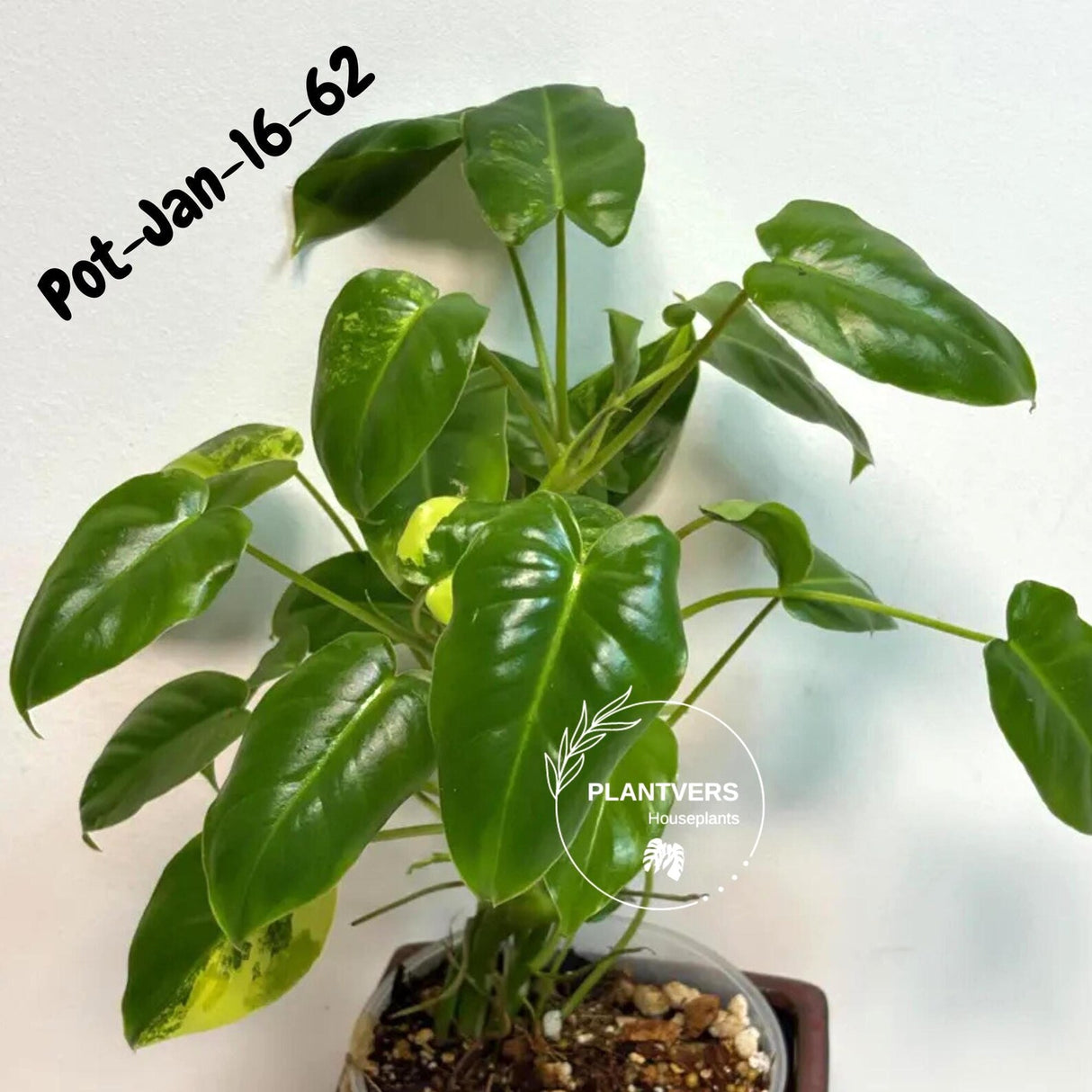 Variegated Burle Marx Philodendron - Rare Plant - EXACT Plant - US Seller