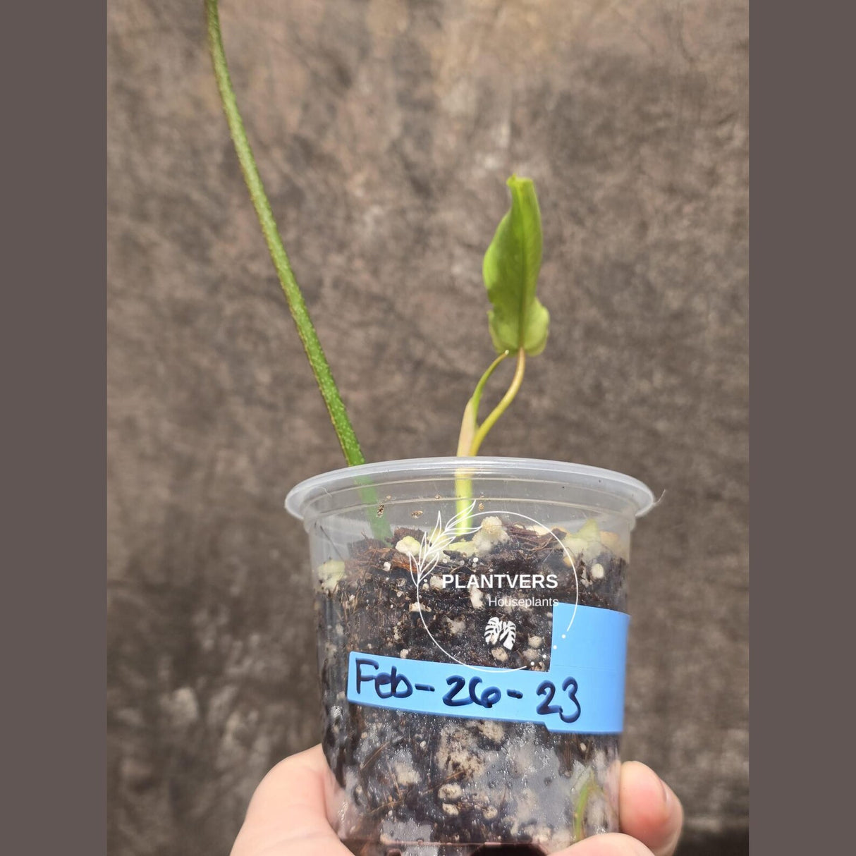 Variegated Philodendron Florida Beauty in a Nursery Pot - Rare Collector Plant - Exact Plant - US Seller