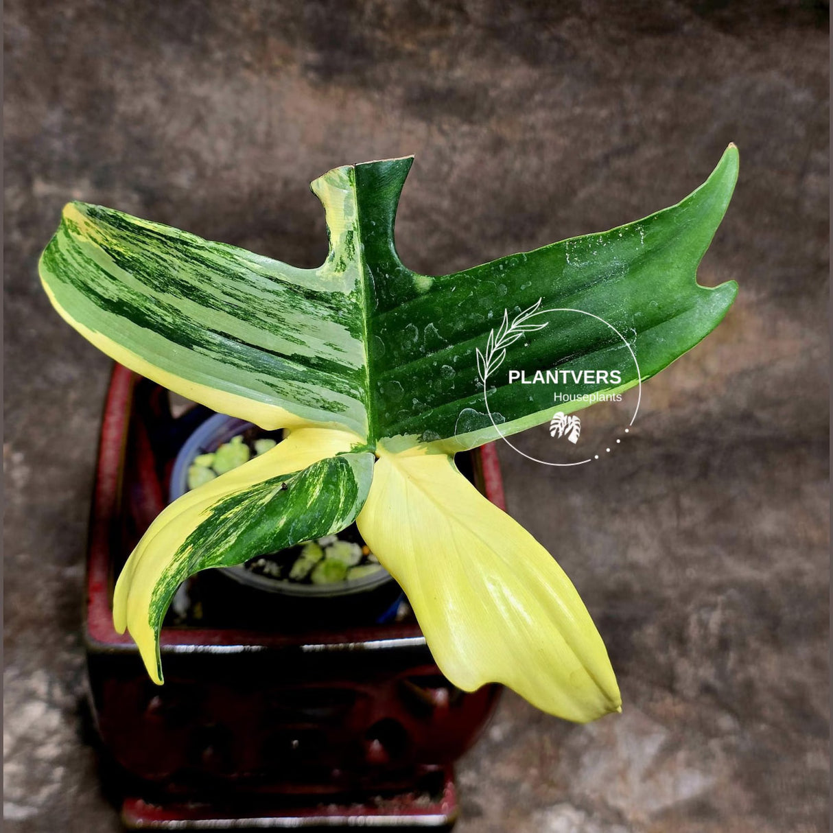 Variegated Philodendron Florida Beauty in a Nursery Pot - Rare Collector Plant - Exact Plant - US Seller