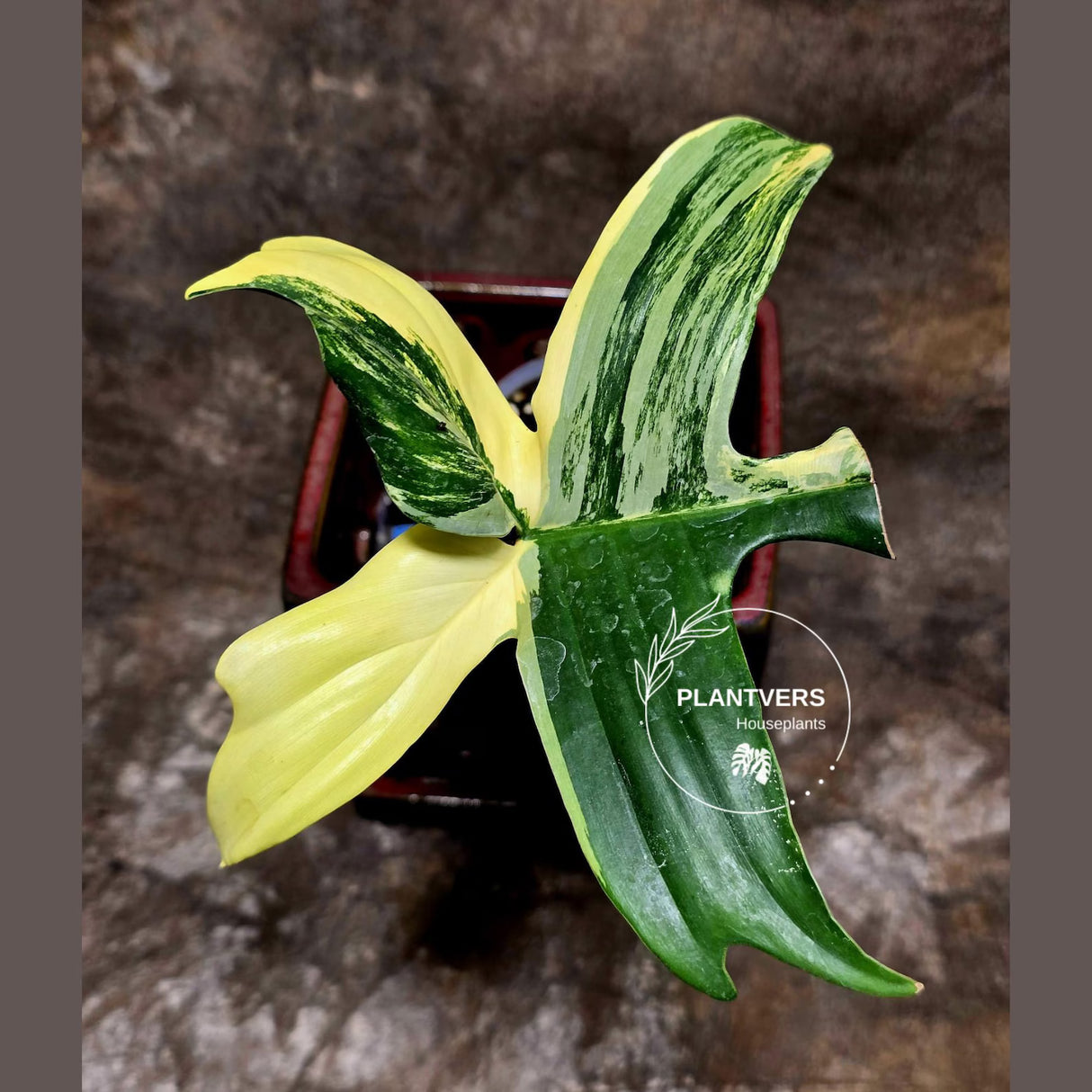 Variegated Philodendron Florida Beauty in a Nursery Pot - Rare Collector Plant - Exact Plant - US Seller