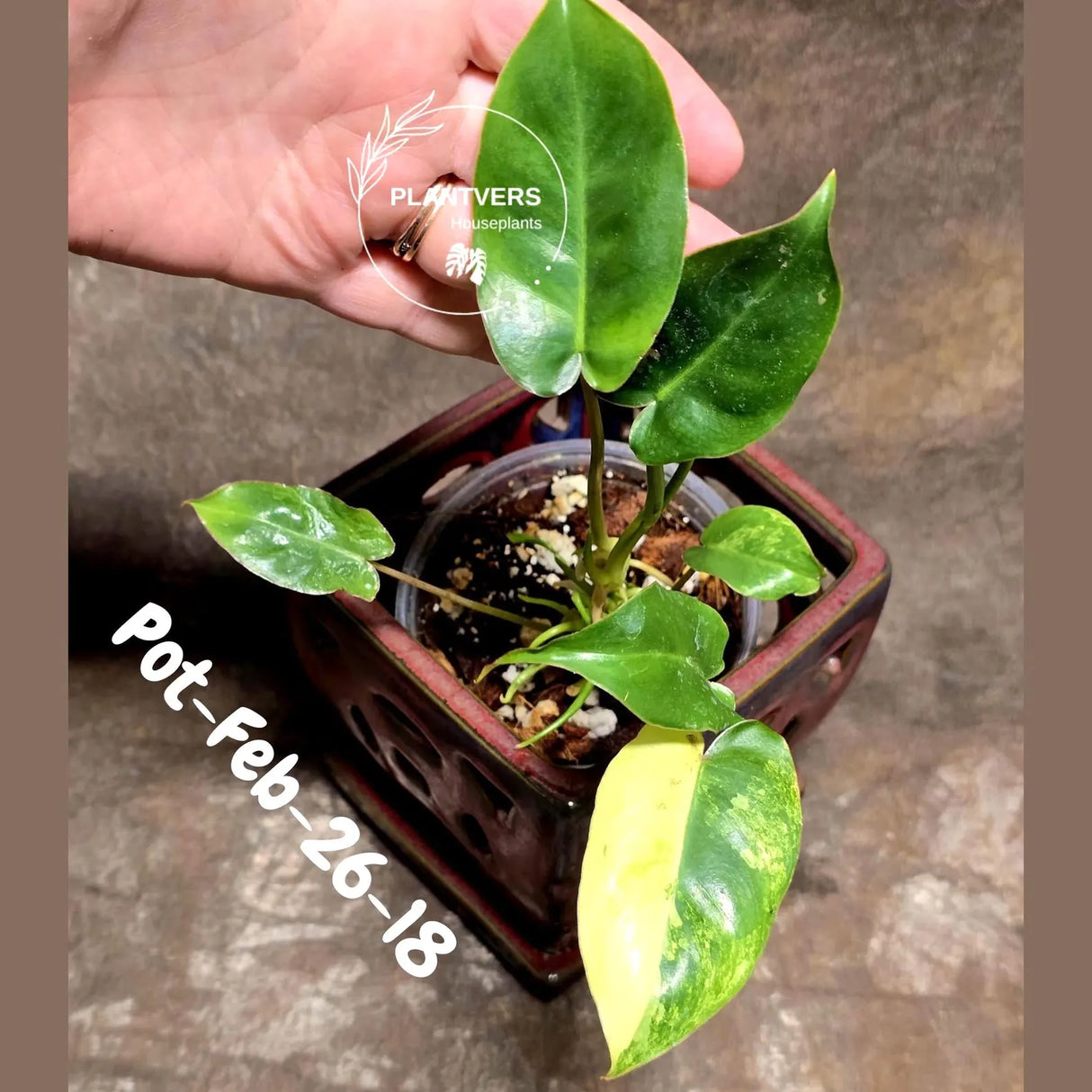 Variegated Burle Marx Philodendron - Rare Plant - EXACT Plant - US Seller