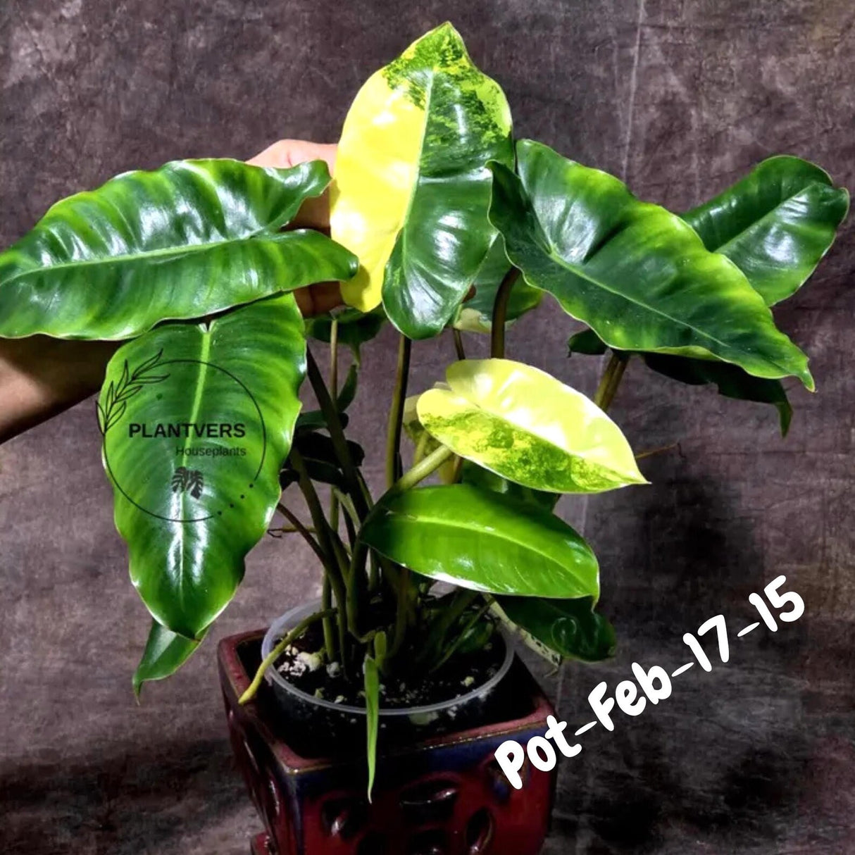 Variegated Burle Marx Philodendron - Rare Plant - EXACT Plant - US Seller