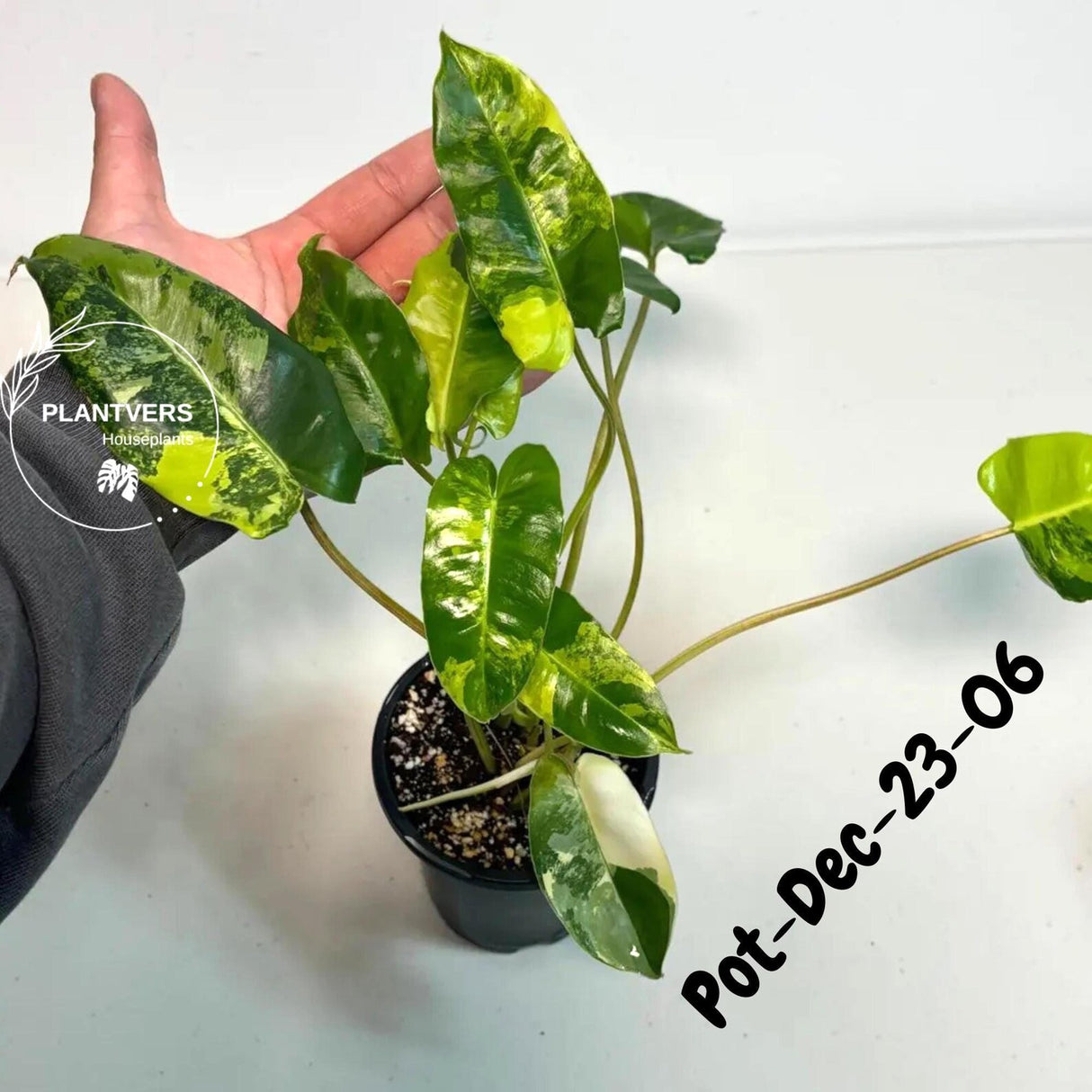 Variegated Burle Marx Philodendron - Rare Plant - EXACT Plant - US Seller