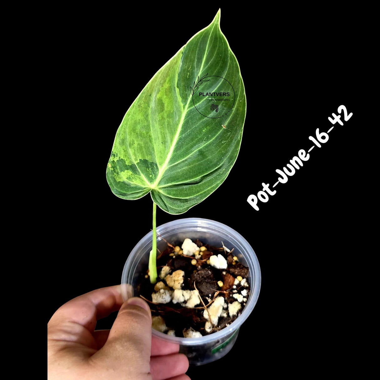 Philodendron Melanochrysum Variegated Live Plant - Rare Velvet Leaf Philodendron - Exact Same Plant - US Seller