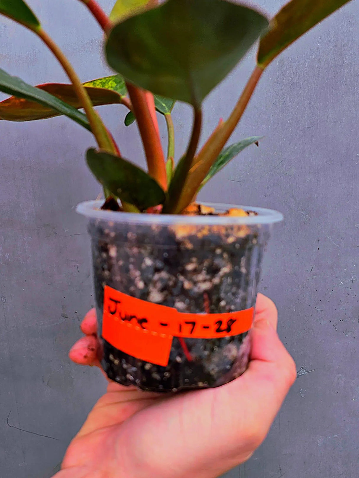 Variegated Philodendron Red Congo – Rare Collector Plant – Exact Plant (June-17-28)