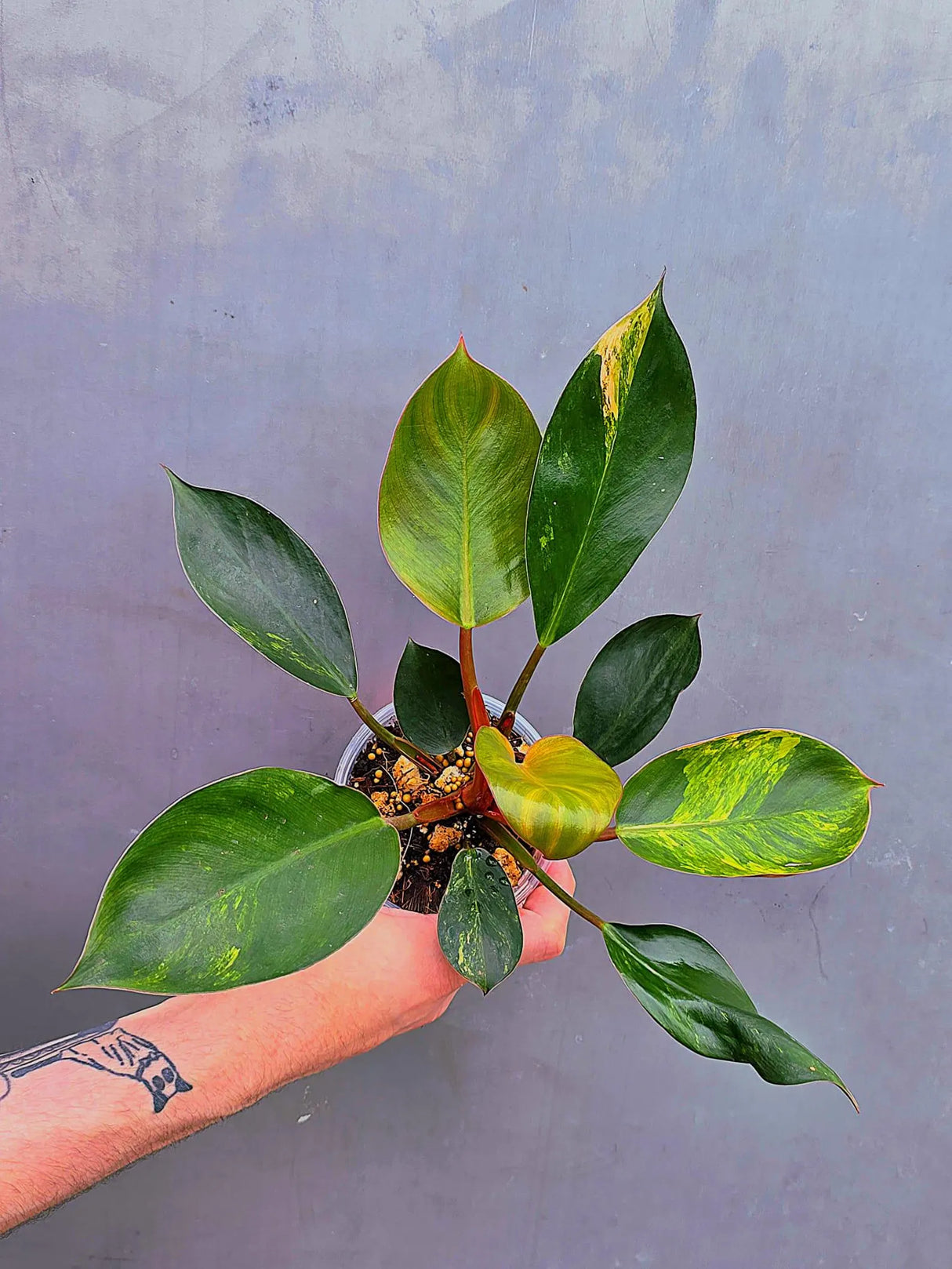 Variegated Philodendron Red Congo – Rare Collector Plant – Exact Plant (June-17-28)