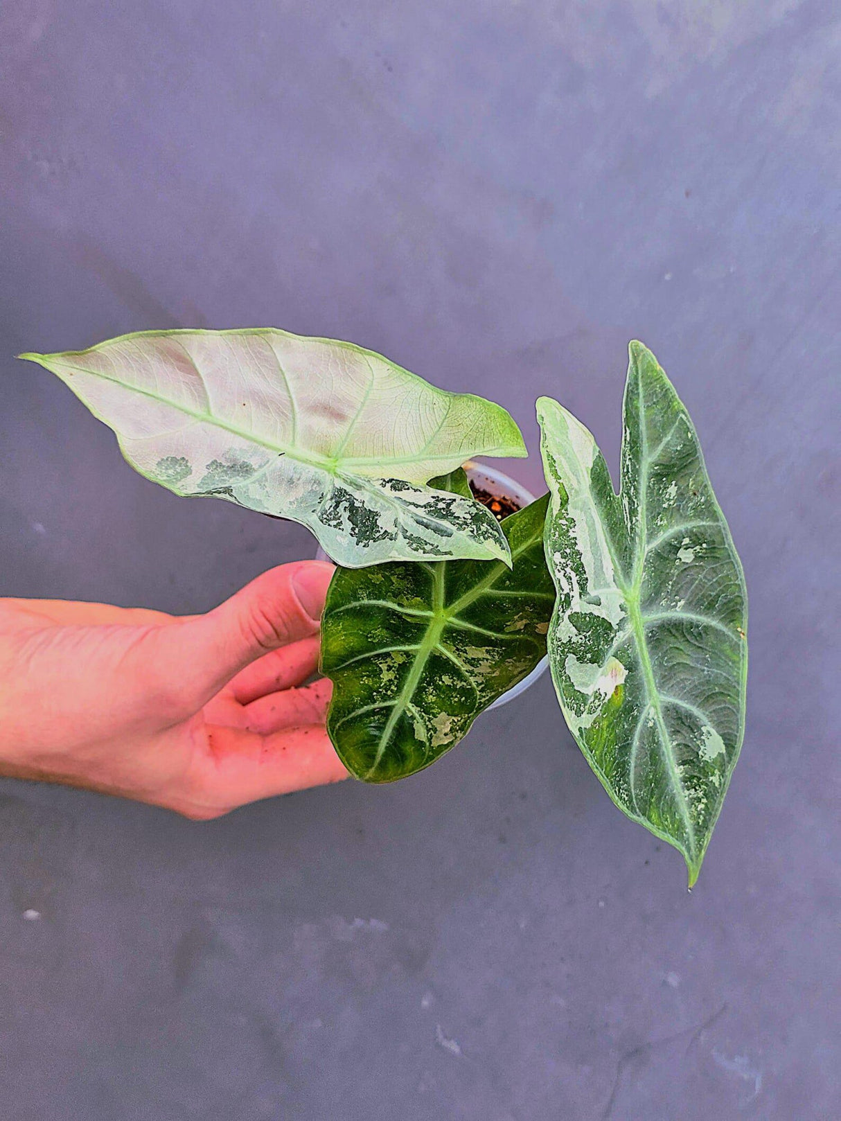 Variegated Alocasia Pink Dragon Albo – Rare Elephant Ear Plant (June-17-07)