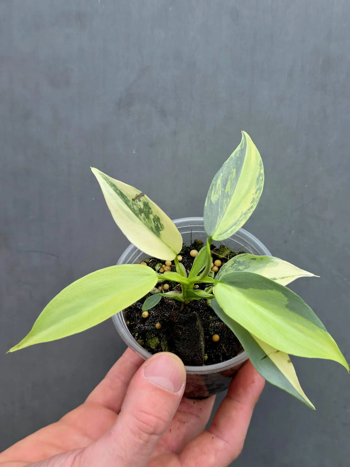 Philodendron Silver Sword Variegated - Rare Collectors Plant - Exact Plant ( June-17-05)