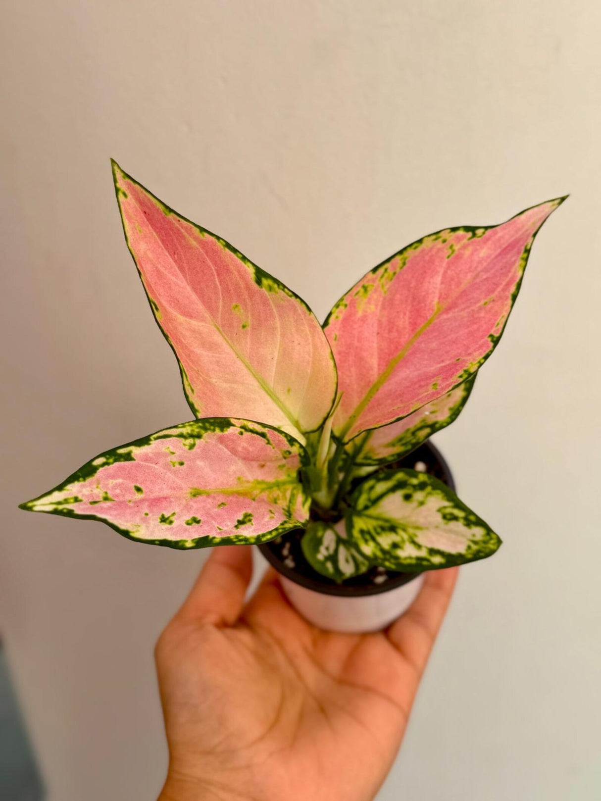 Aglaonema Lady Valentine in 3" Pot - Rare Pink Indoor Plant - Chinese Evergreen Live Plant - Easy Care Houseplant - Home & Office Gift