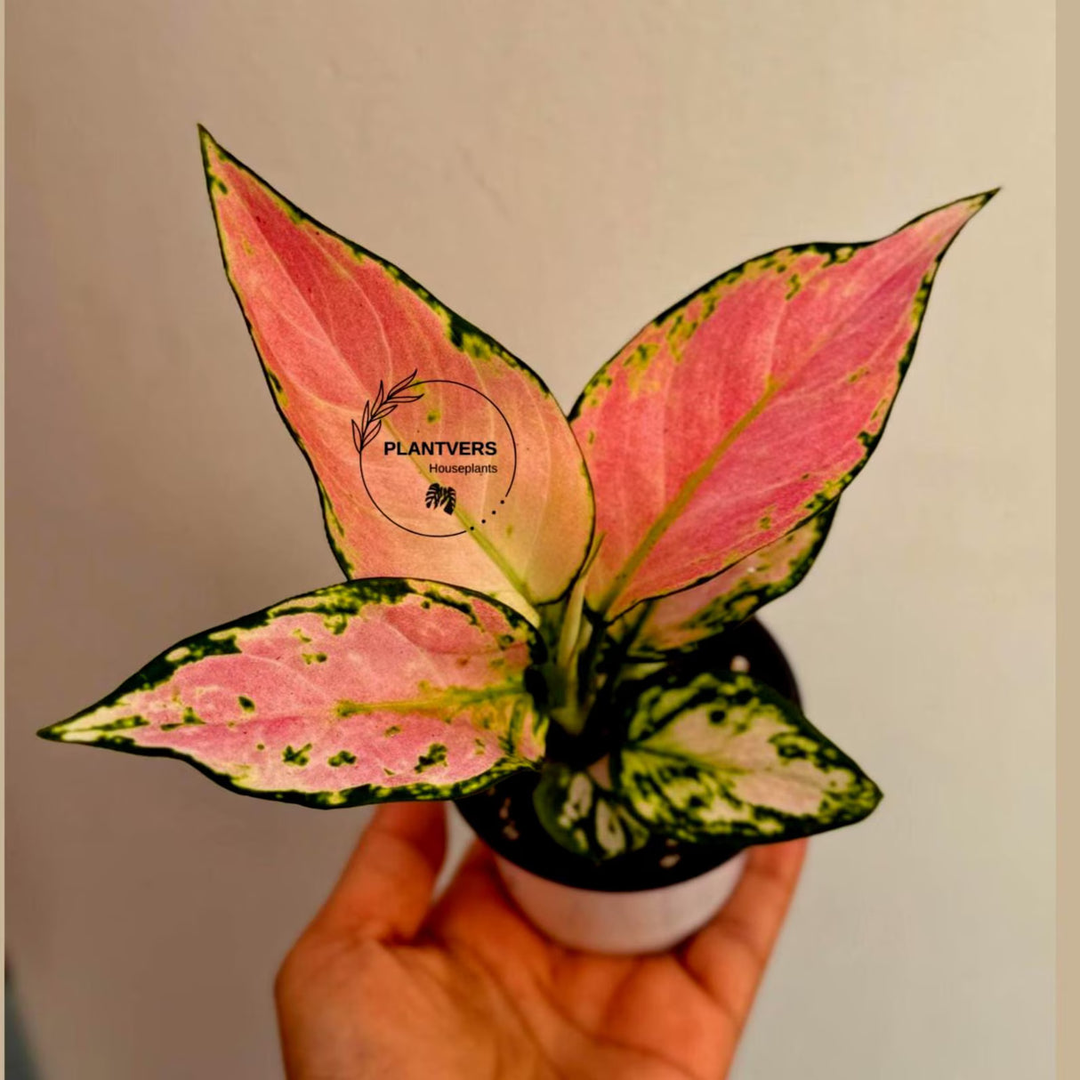 Aglaonema Lady Valentine in 3" Pot - Rare Pink Indoor Plant - Chinese Evergreen Live Plant - Easy Care Houseplant - Home & Office Gift