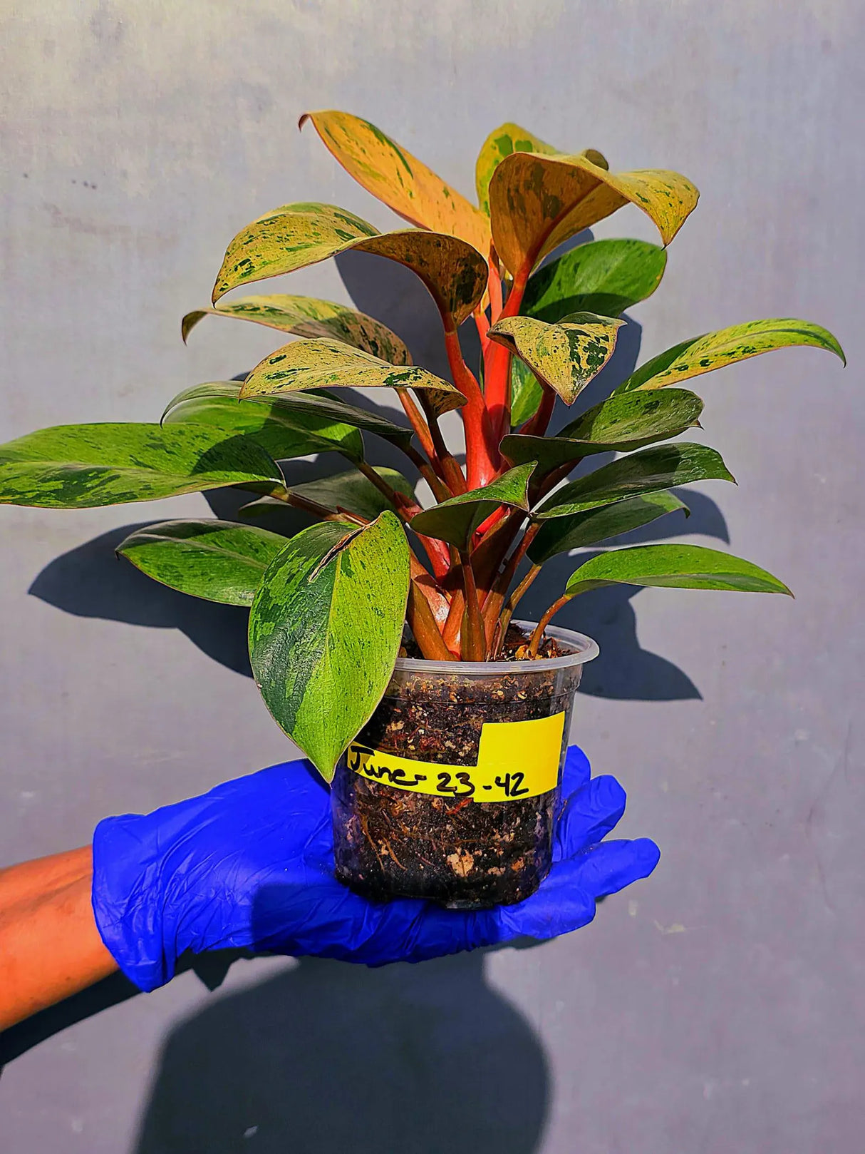 Philodendron Red Congo Variegated Live Plant - Dwarf Red Congo(June-23-42)