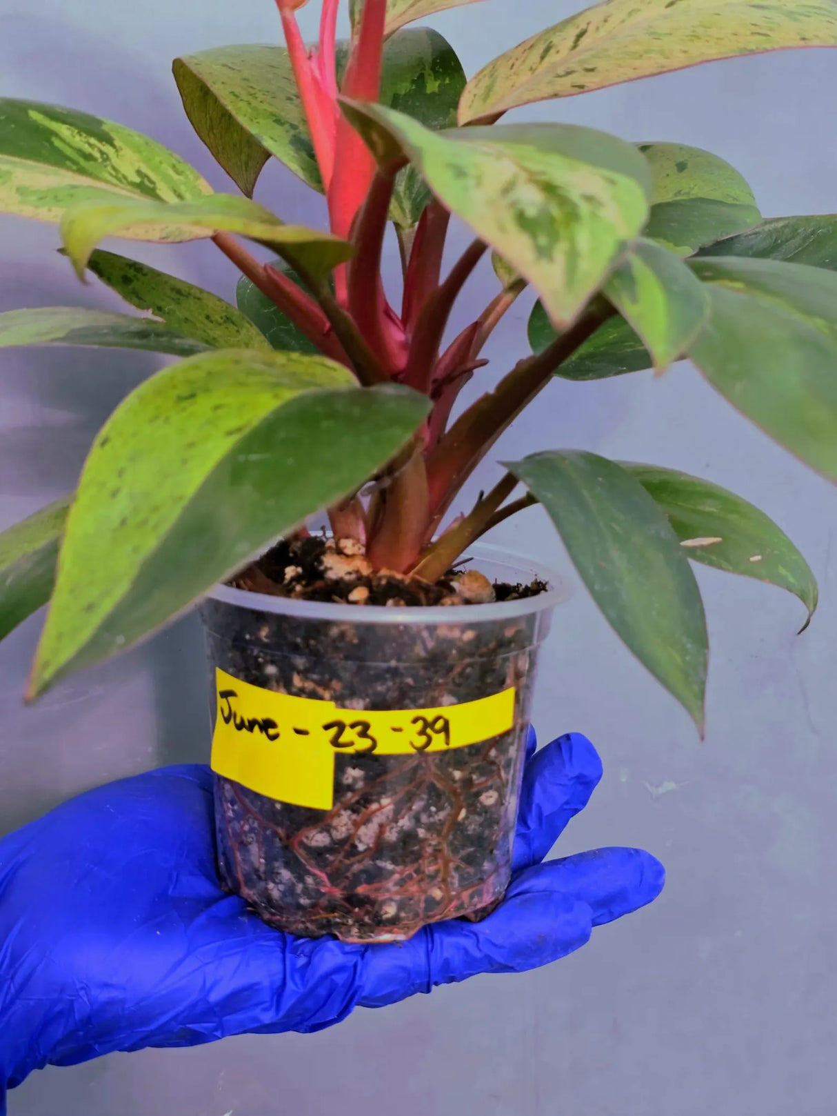 Philodendron Red Congo Variegated Live Plant - Dwarf Red Congo(June-23-39)