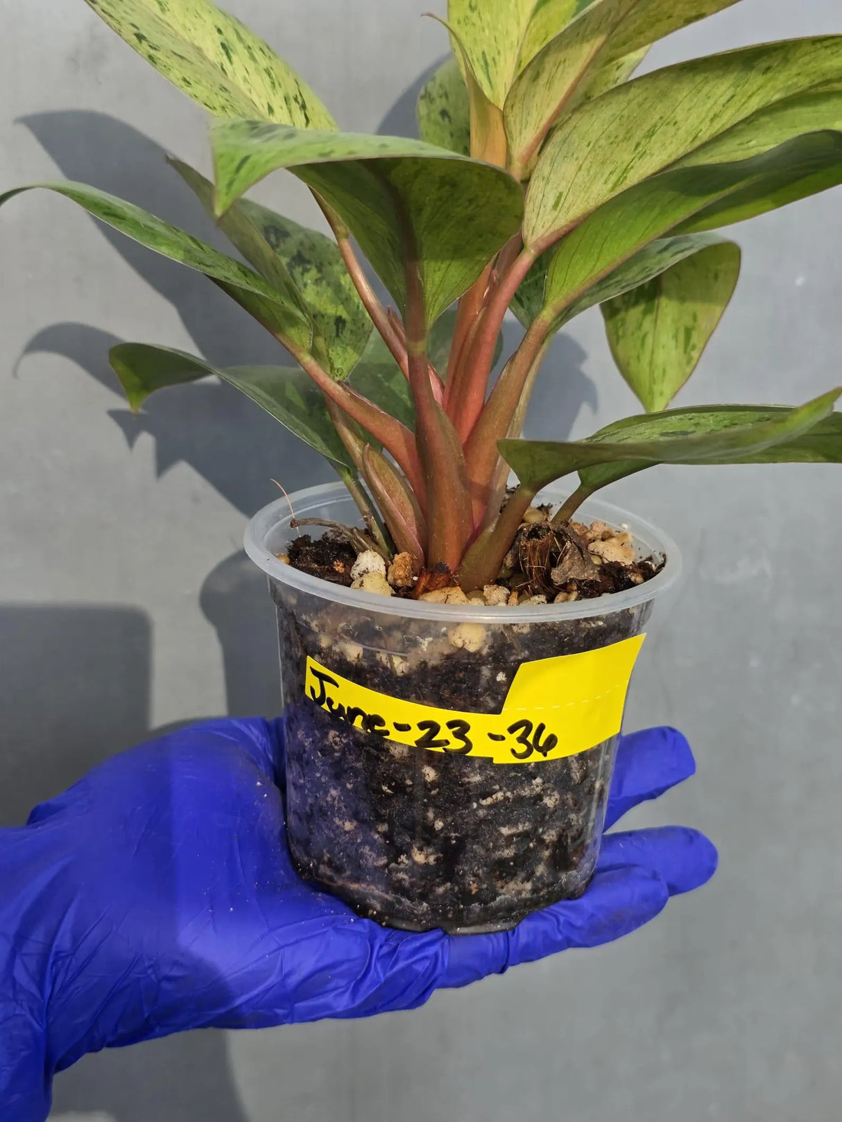 Philodendron Red Congo Variegated Live Plant - Dwarf Red Congo (June-23-36)