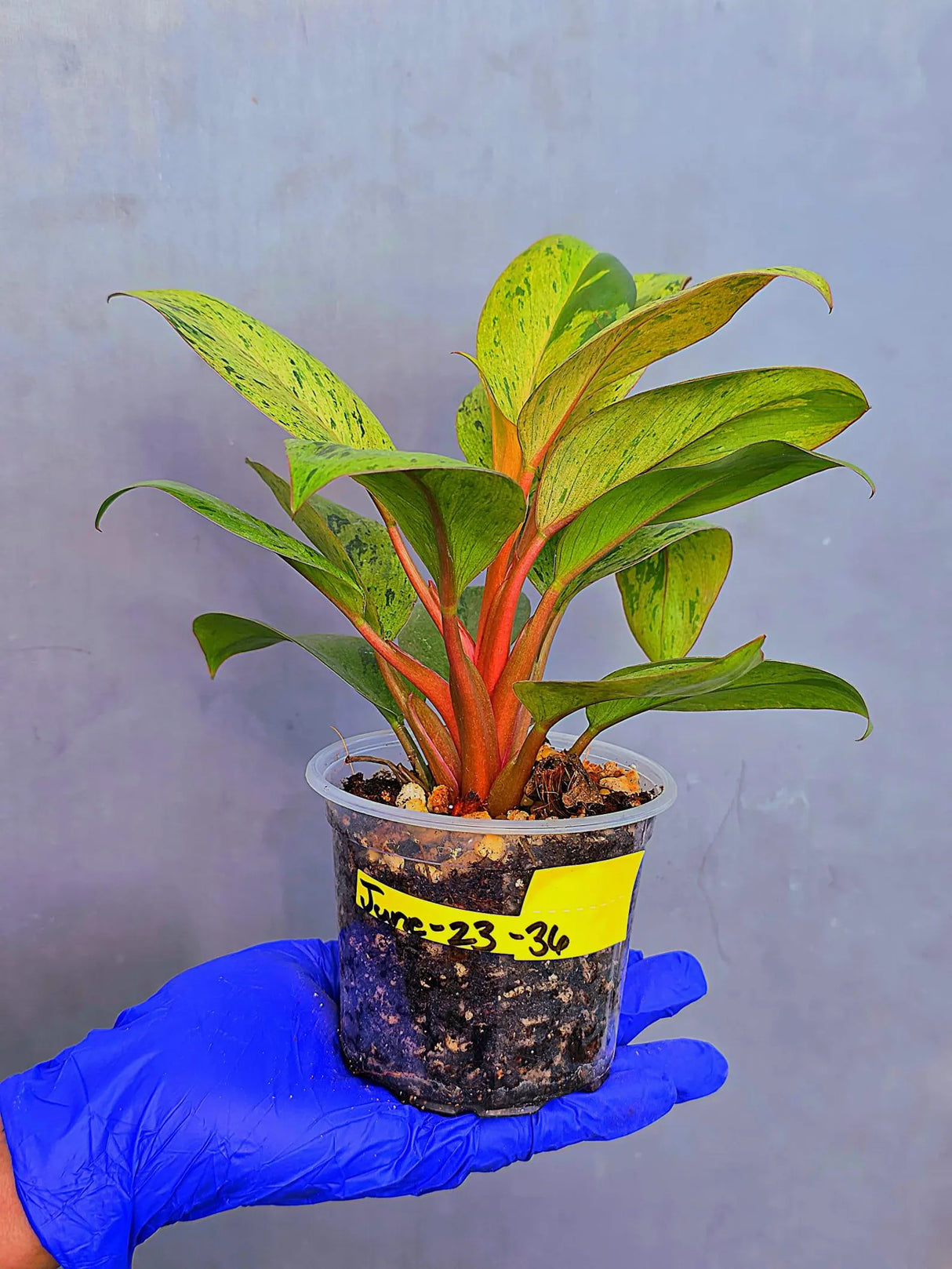 Philodendron Red Congo Variegated Live Plant - Dwarf Red Congo (June-23-36)