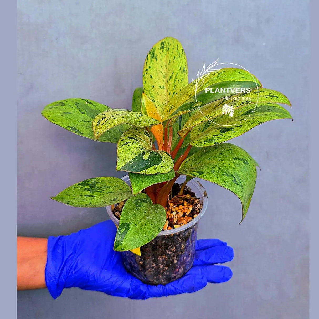 Philodendron Red Congo Variegated Live Plant - Dwarf Red Congo (June-23-36)