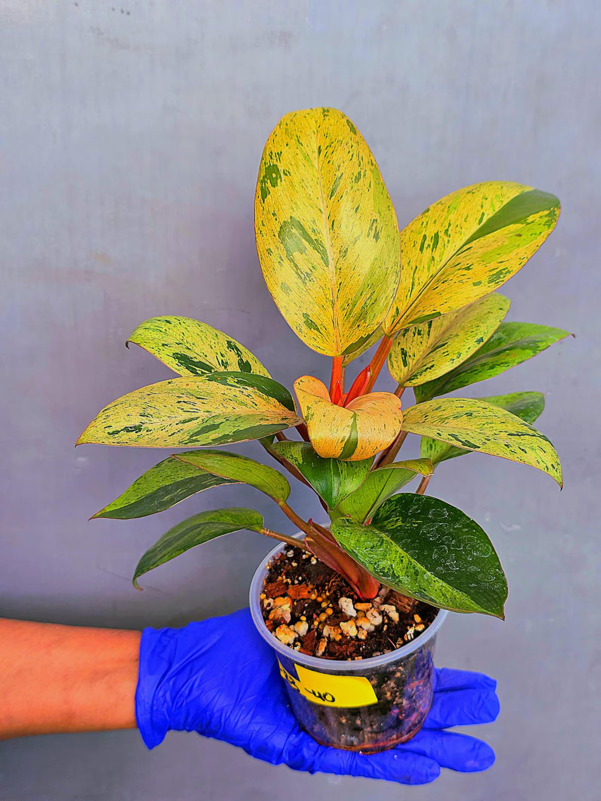 Philodendron Red Congo Variegated Live Plant - Dwarf Red Congo(June-23-40)