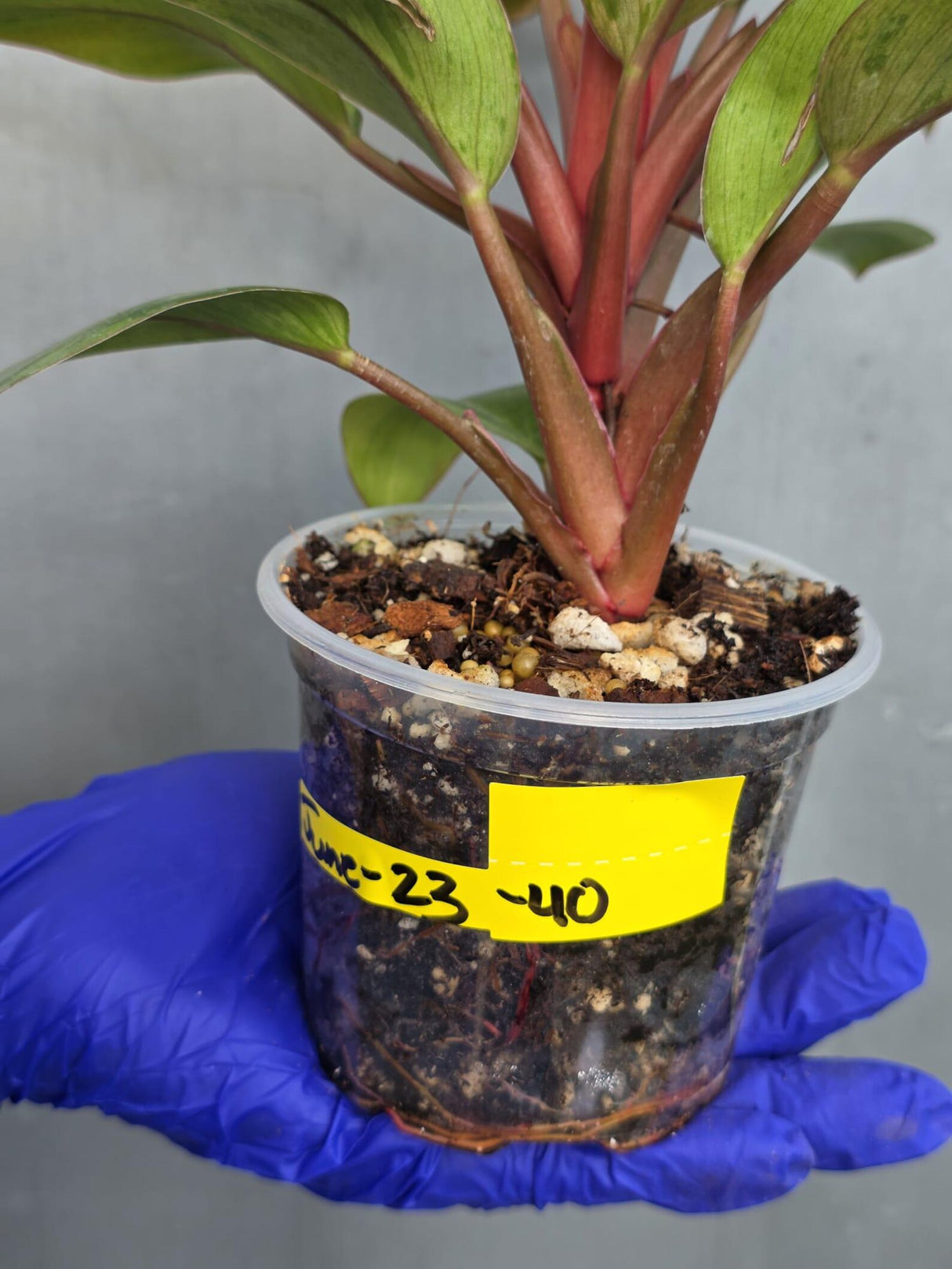 Philodendron Red Congo Variegated Live Plant - Dwarf Red Congo(June-23-40)