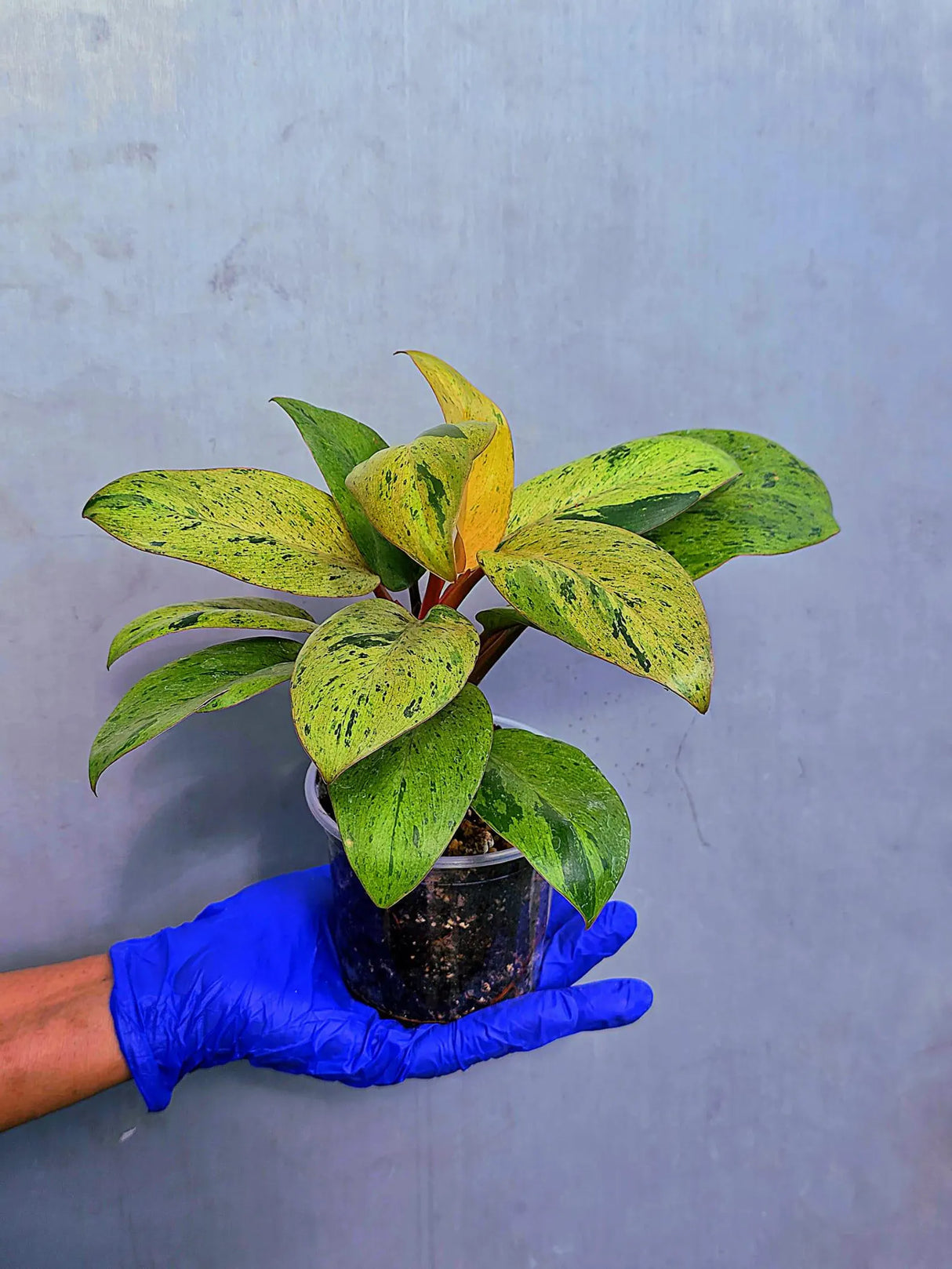 Philodendron Red Congo Variegated Live Plant - Dwarf Red Congo (June-23-35)