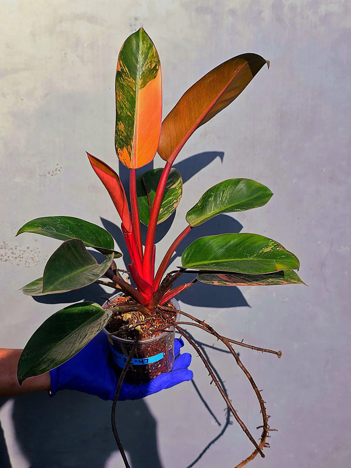 Philodendron Red Congo Variegated Live Plant - Dwarf Red Congo(June-23-45)
