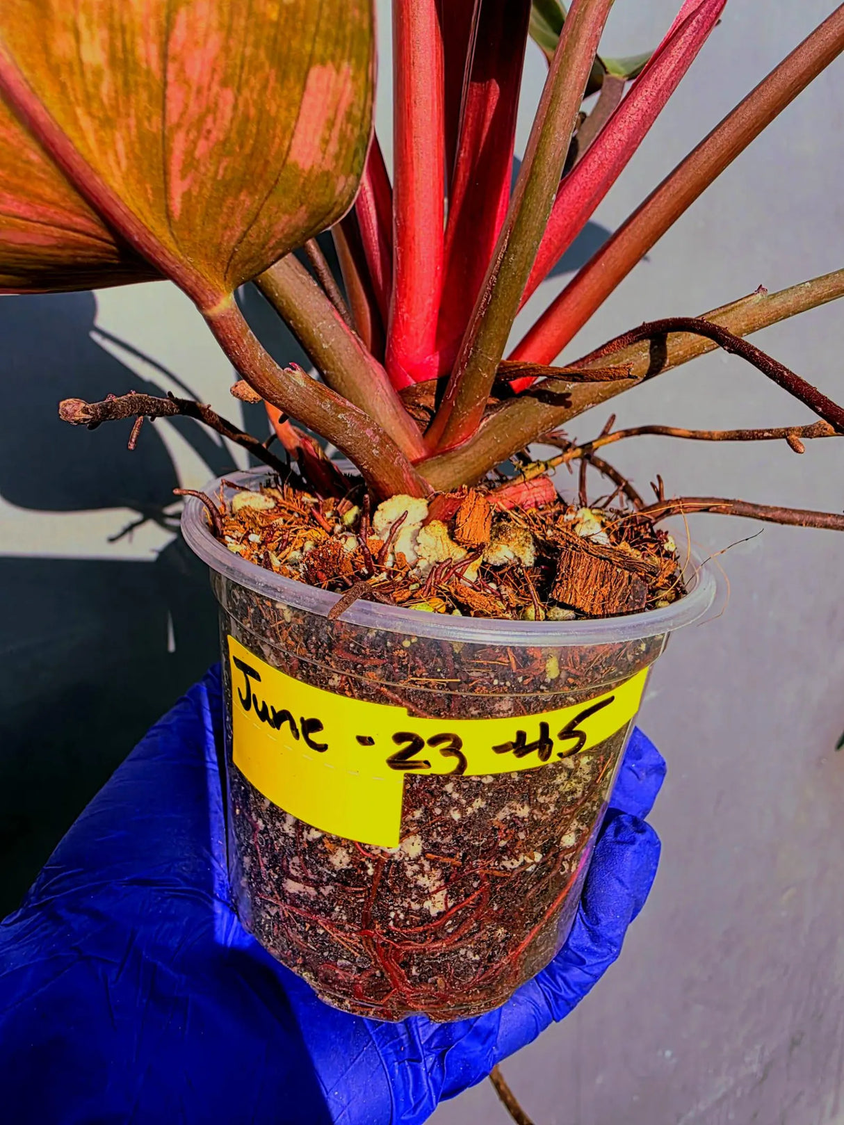 Philodendron Red Congo Variegated Live Plant - Dwarf Red Congo(June-23-45)