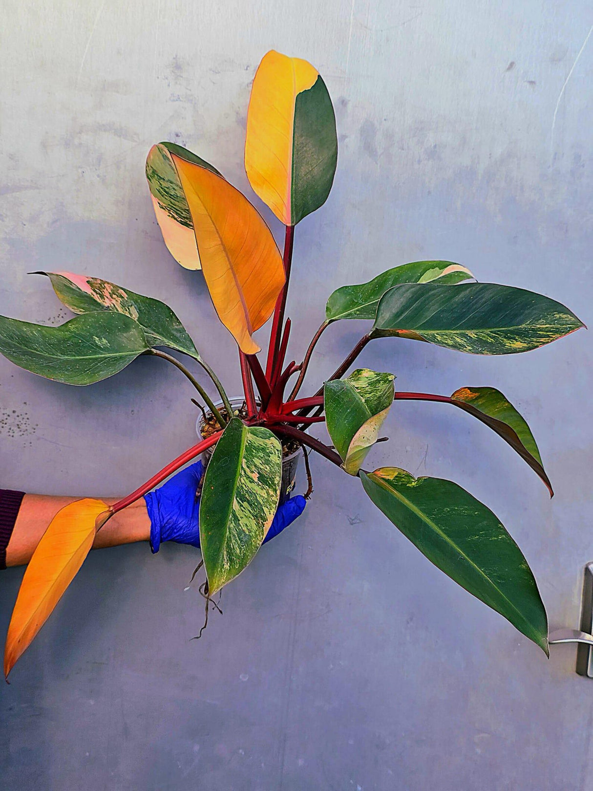 Yellow Congo Philodendron Variegated Live Plant - Large Form (June-23-38)