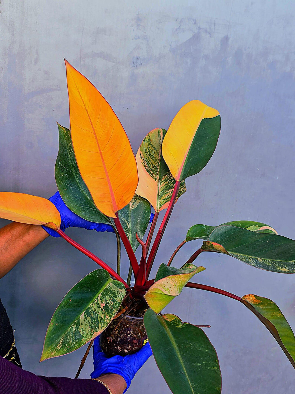 Yellow Congo Philodendron Variegated Live Plant - Large Form (June-23-38)