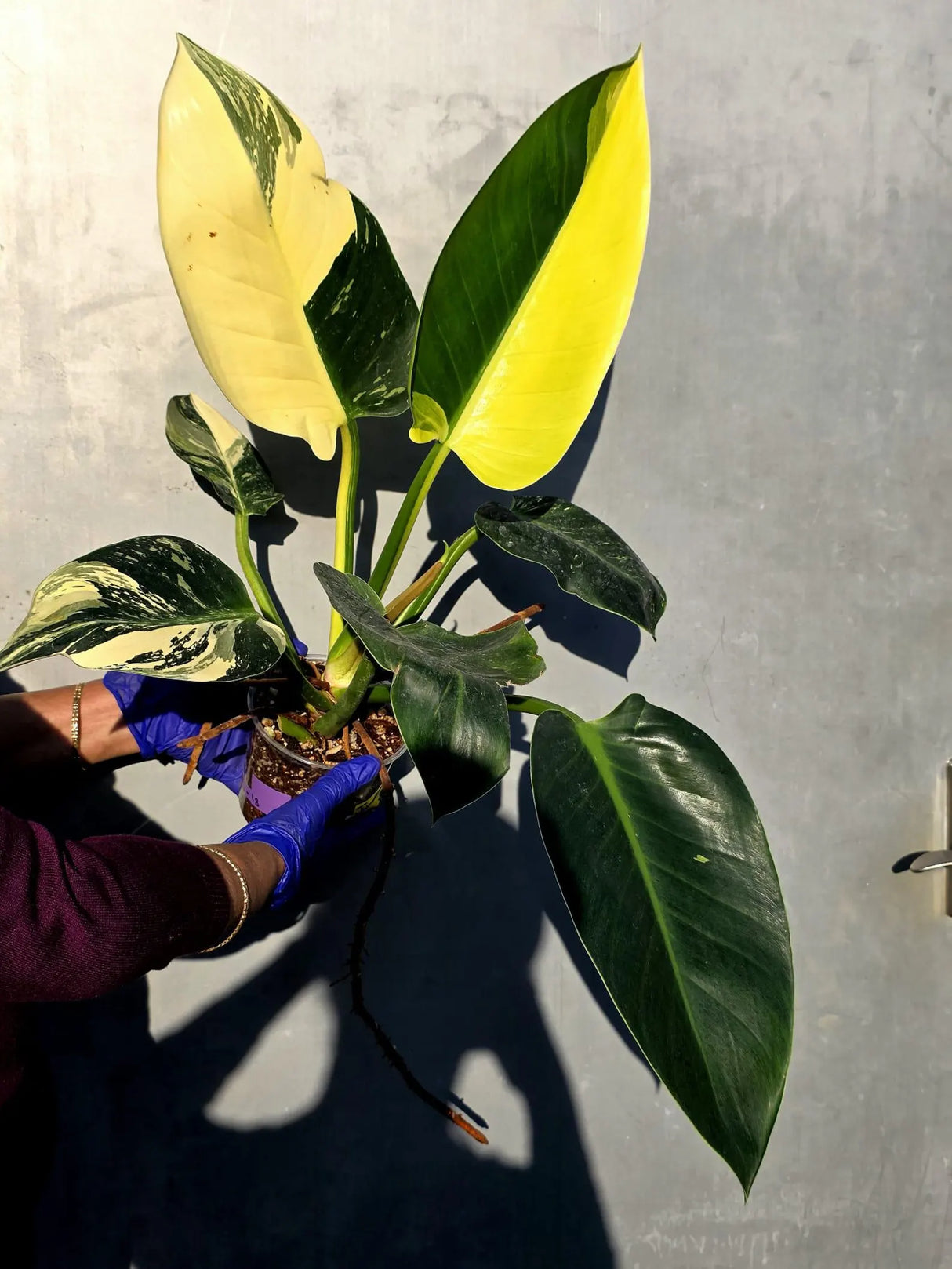 Variegated Philodendron Green Congo Original - Large Form (June-23-57)
