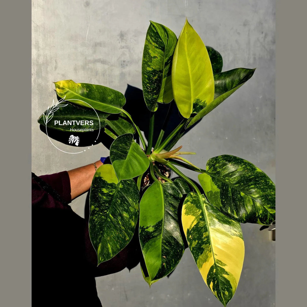 Philodendron Green Congo Hybrid Variegated -Large Form (June-23-58)