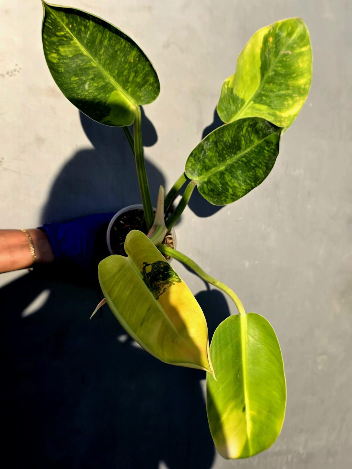 Philodendron Green Congo Hybrid Variegated -(June-23-53)