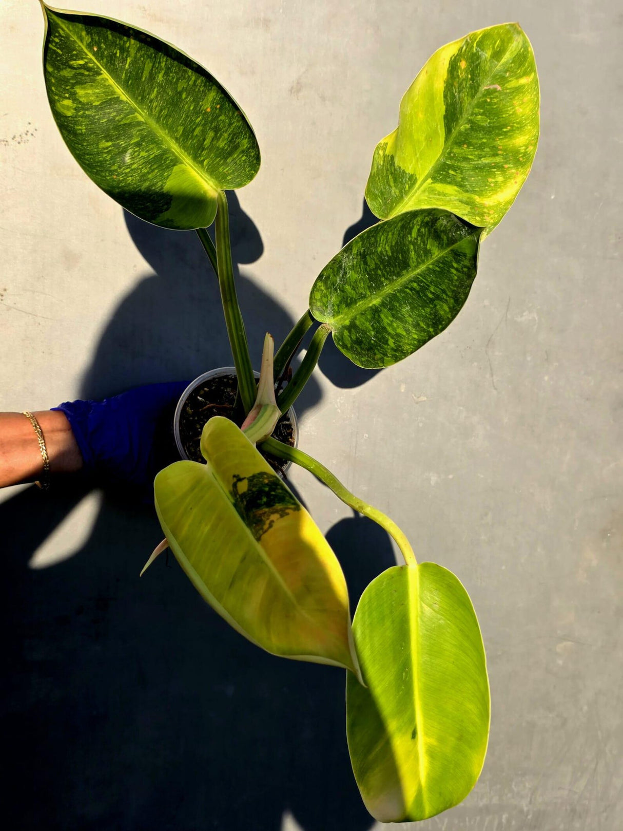 Philodendron Green Congo Hybrid Variegated -(June-23-53)