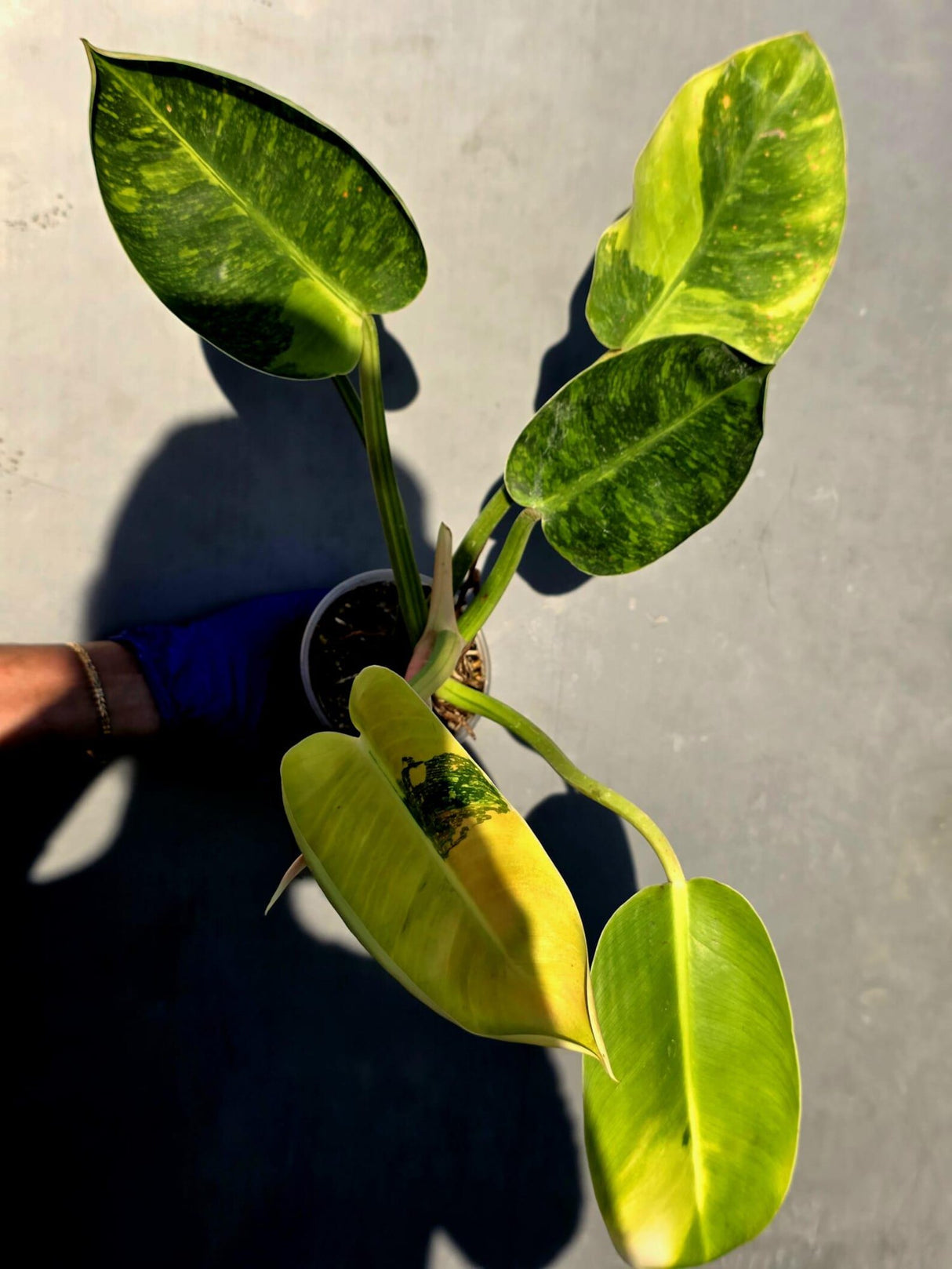 Philodendron Green Congo Hybrid Variegated -(June-23-53)