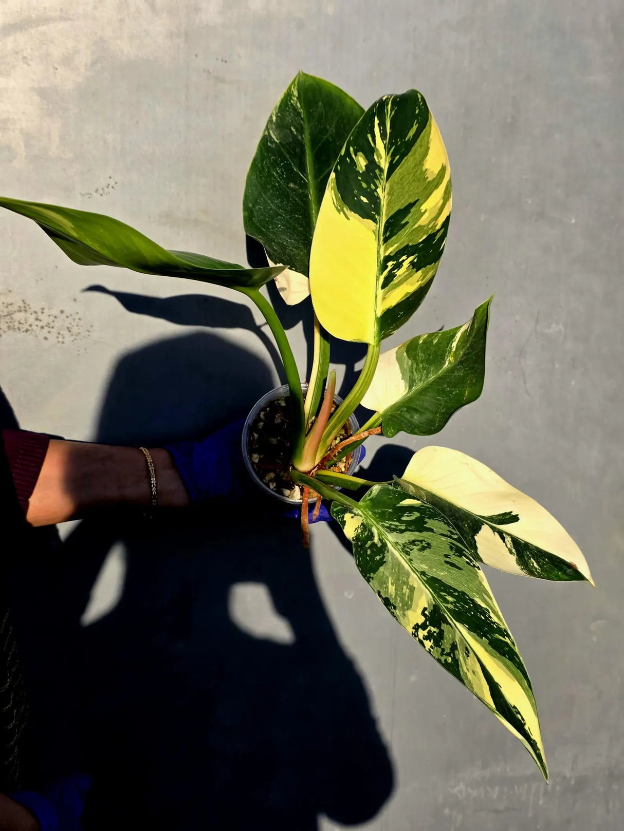 Variegated Philodendron Green Congo Original - (June-23-55)