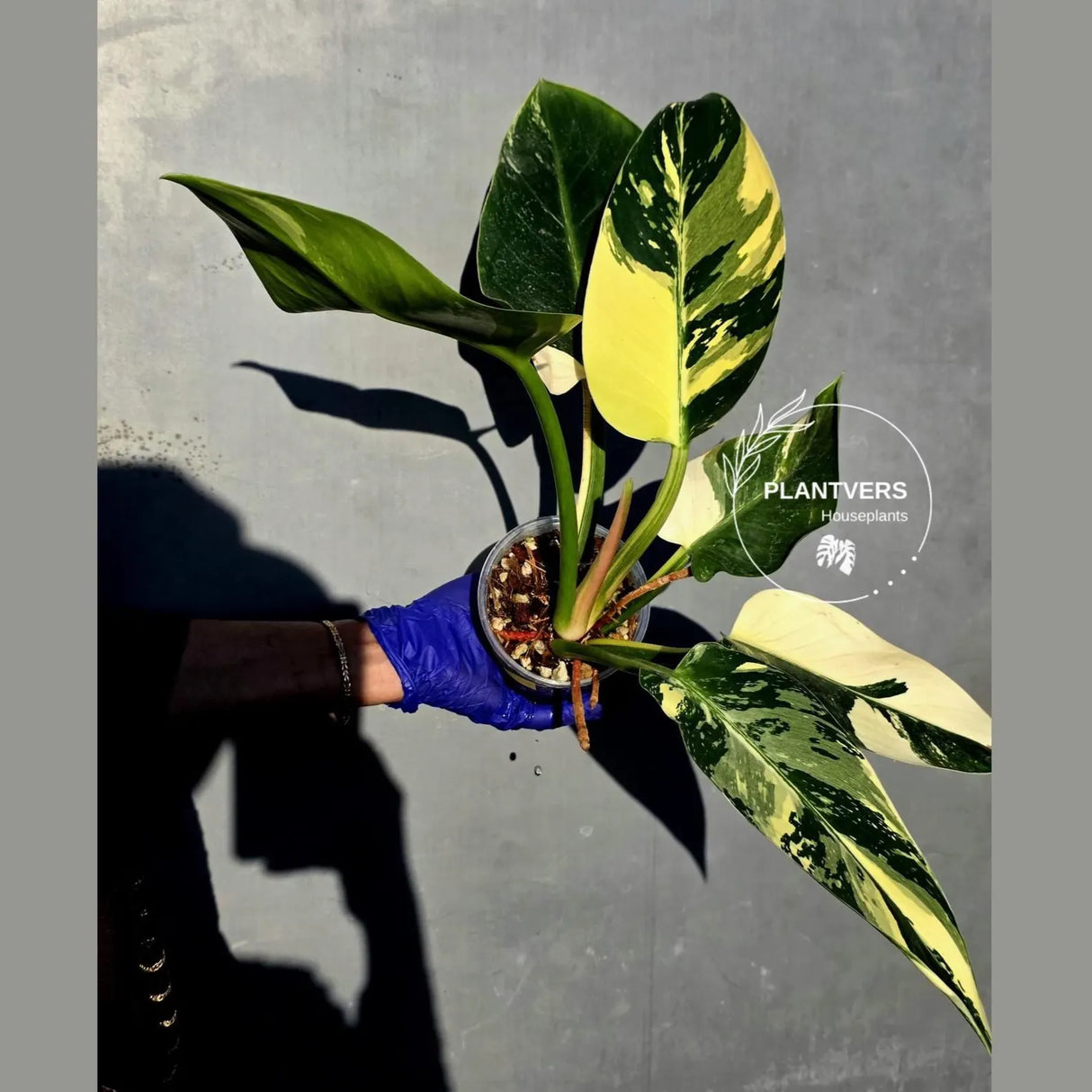Variegated Philodendron Green Congo Original - (June-23-55)