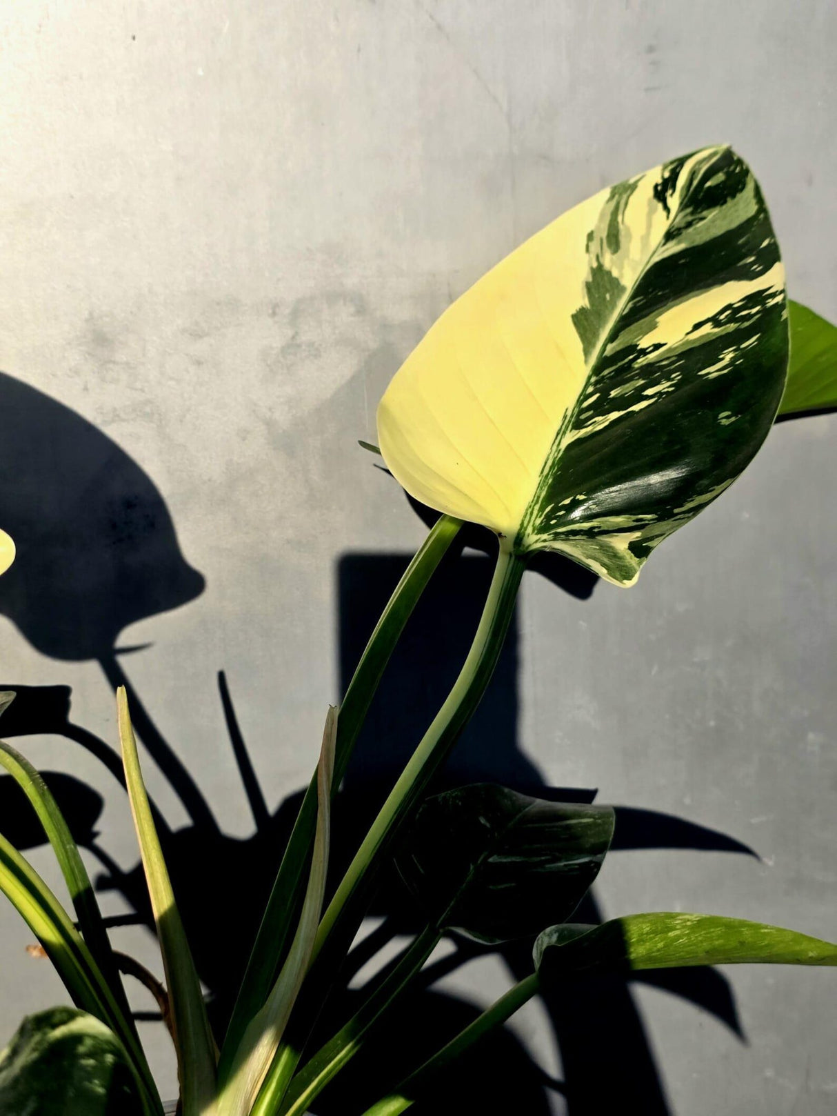 Variegated Philodendron Green Congo Original - Large Form (June-23-54)