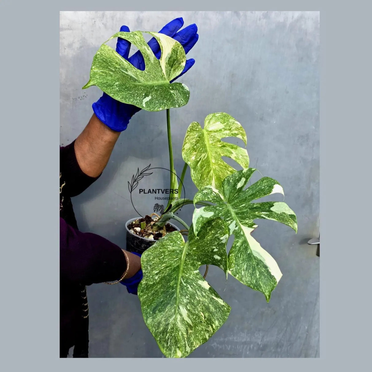 Monstera Deliciosa Platinum Live Plant - Super Rare Variegated Monstera (June-22-46-ER)