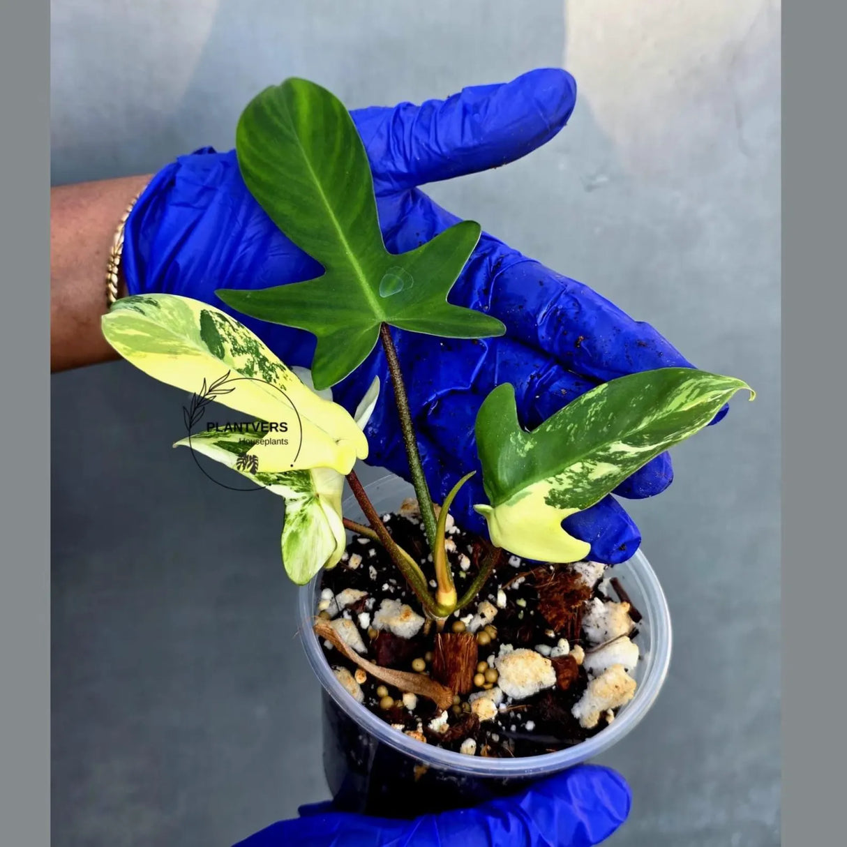 Variegated Philodendron Florida Beauty - Rare Collector Plant (June-22-118-ER)