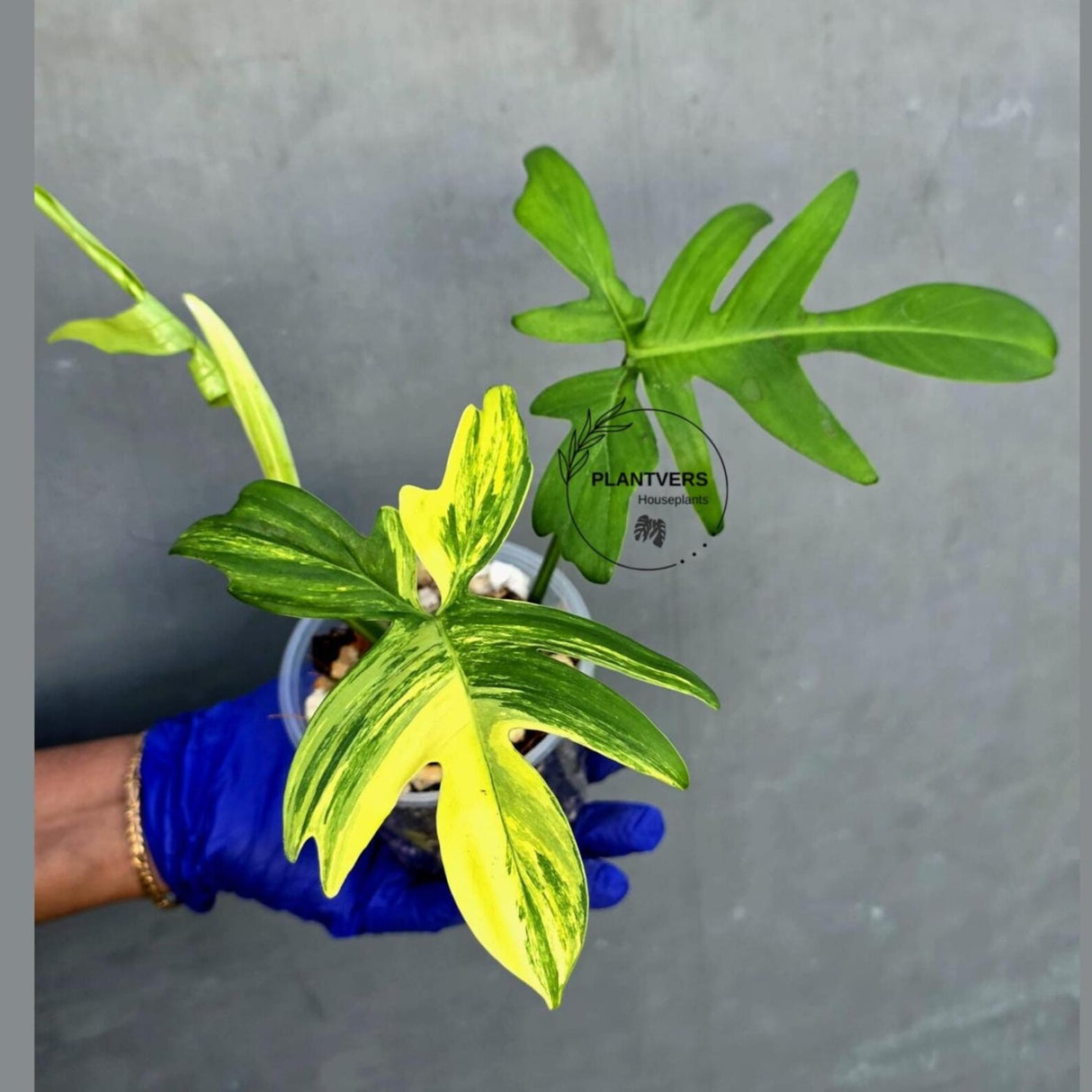 Variegated Philodendron Florida Beauty - Rare Collector Plant - Exact Plant (June-21-21-ER)