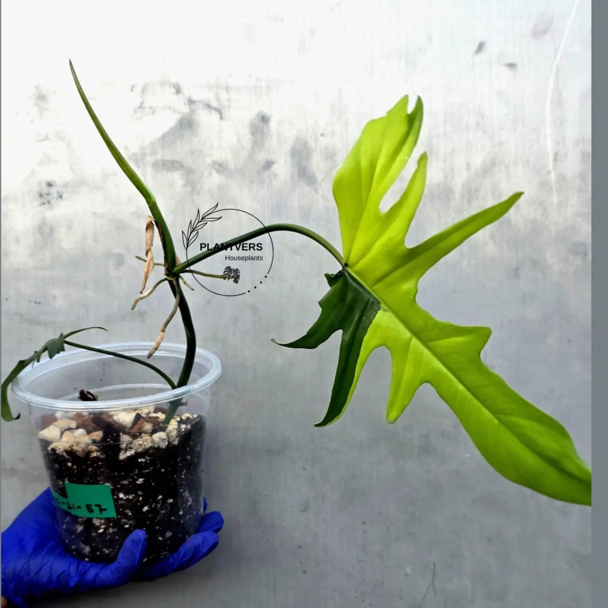 Variegated Philodendron Florida Beauty x Mayoi - Super Rare Plant (June-21-57-ER)