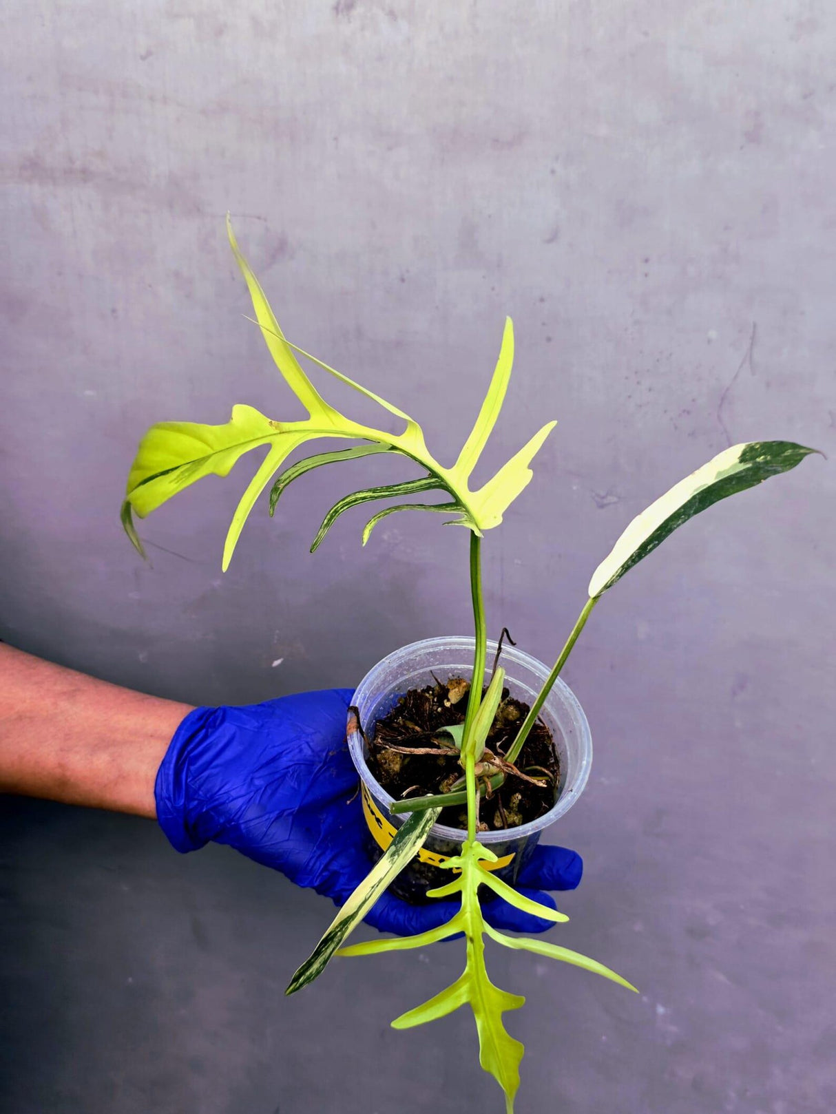 Philodendron Florida Beauty x Tortum Extremely (June-23-49-ER )